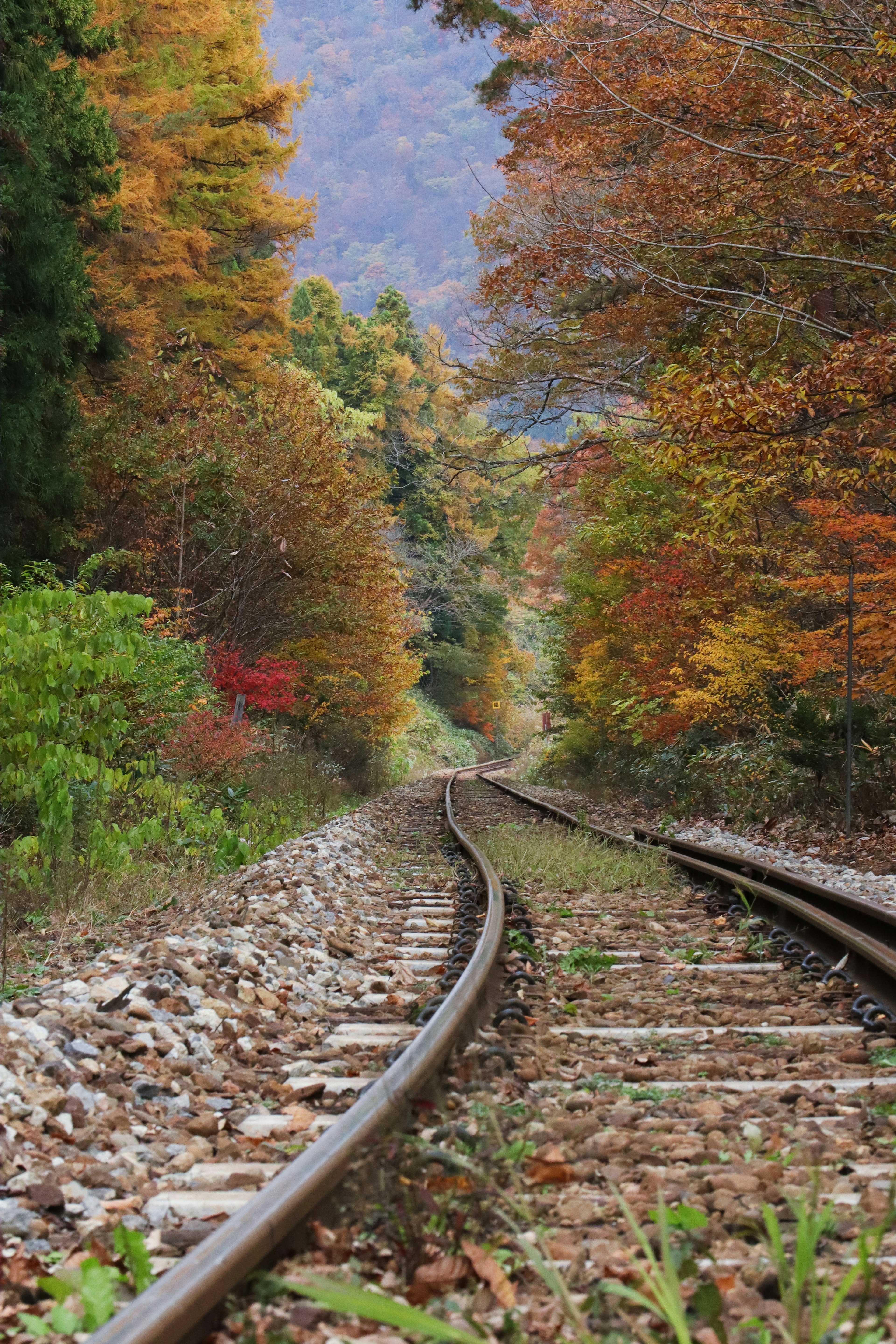 Vías de tren a través de un paisaje otoñal vibrante