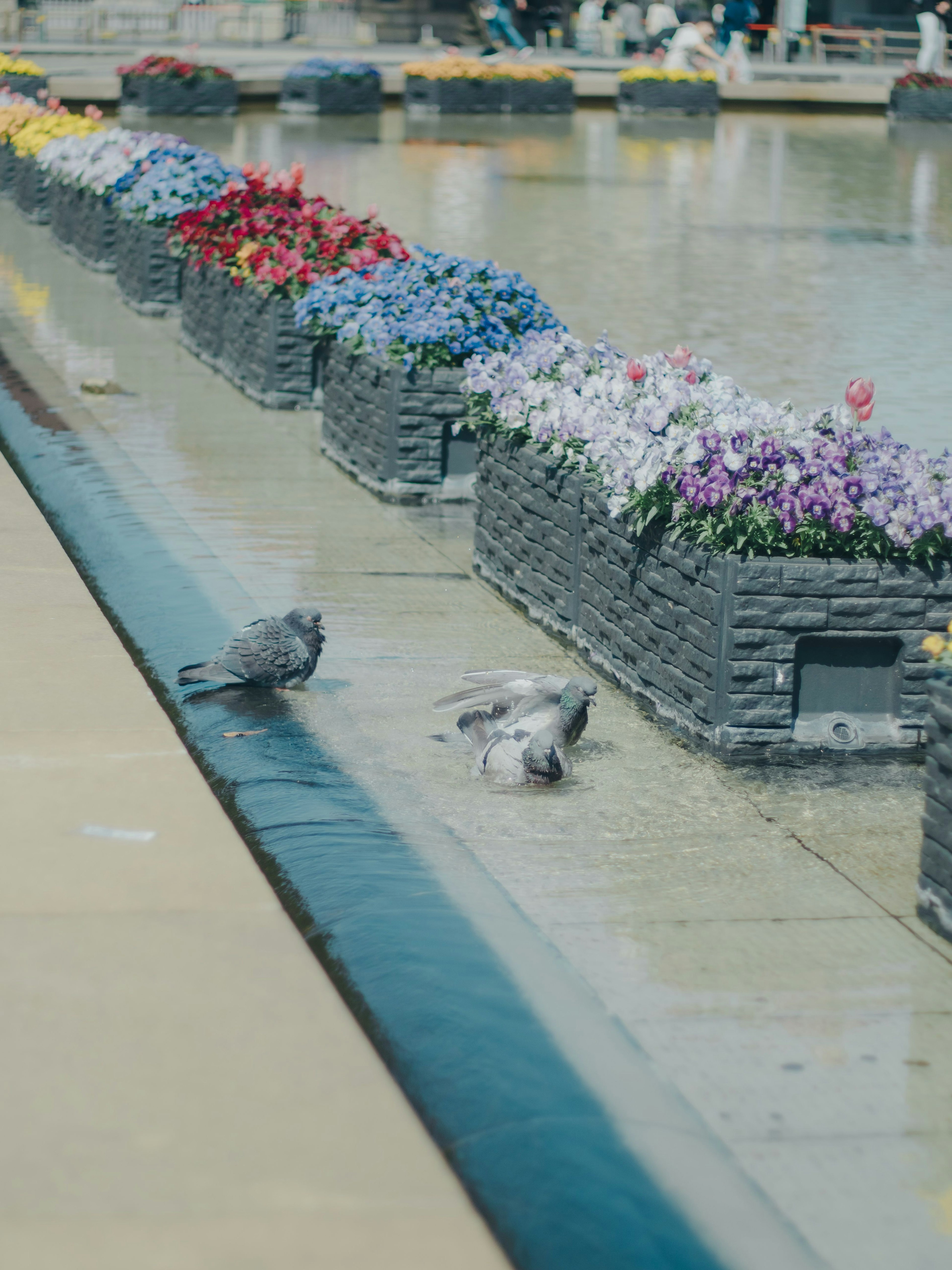 Uccelli che giocano vicino a un aiuola di fiori vicino all'acqua con fiori colorati