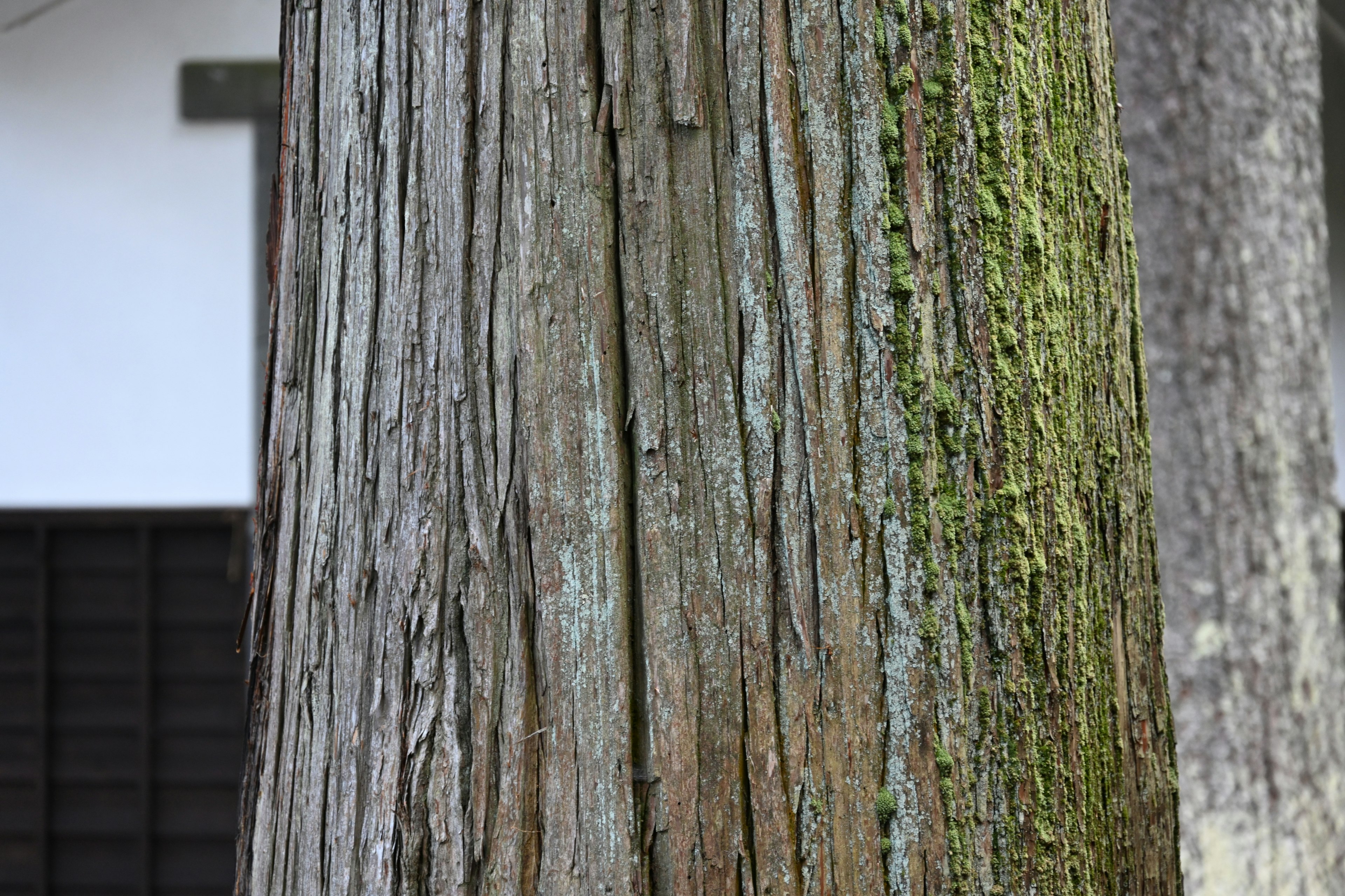 Primo piano di un tronco d'albero che mostra la texture e il muschio