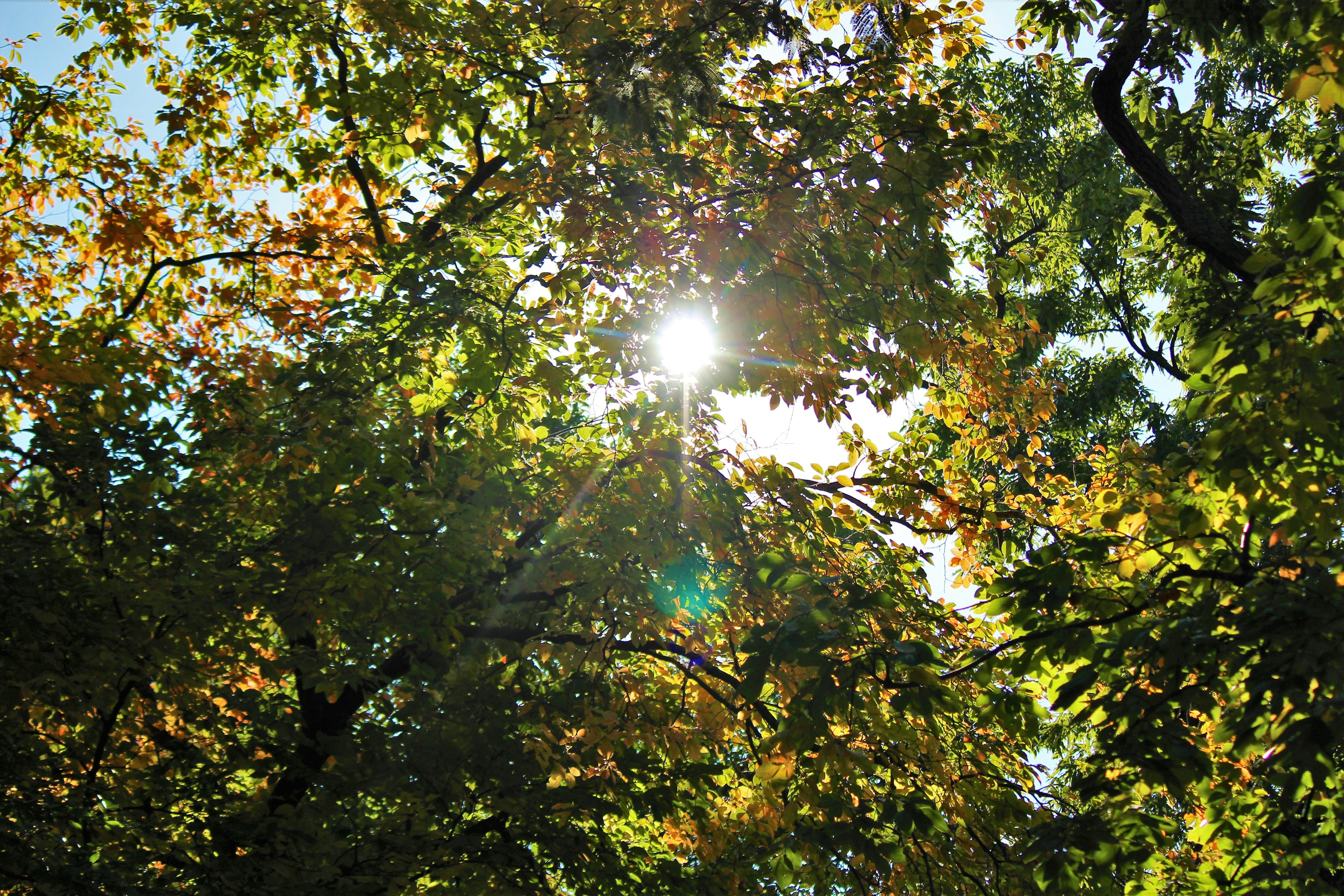 Sunlight filtering through colorful leaves in a forest