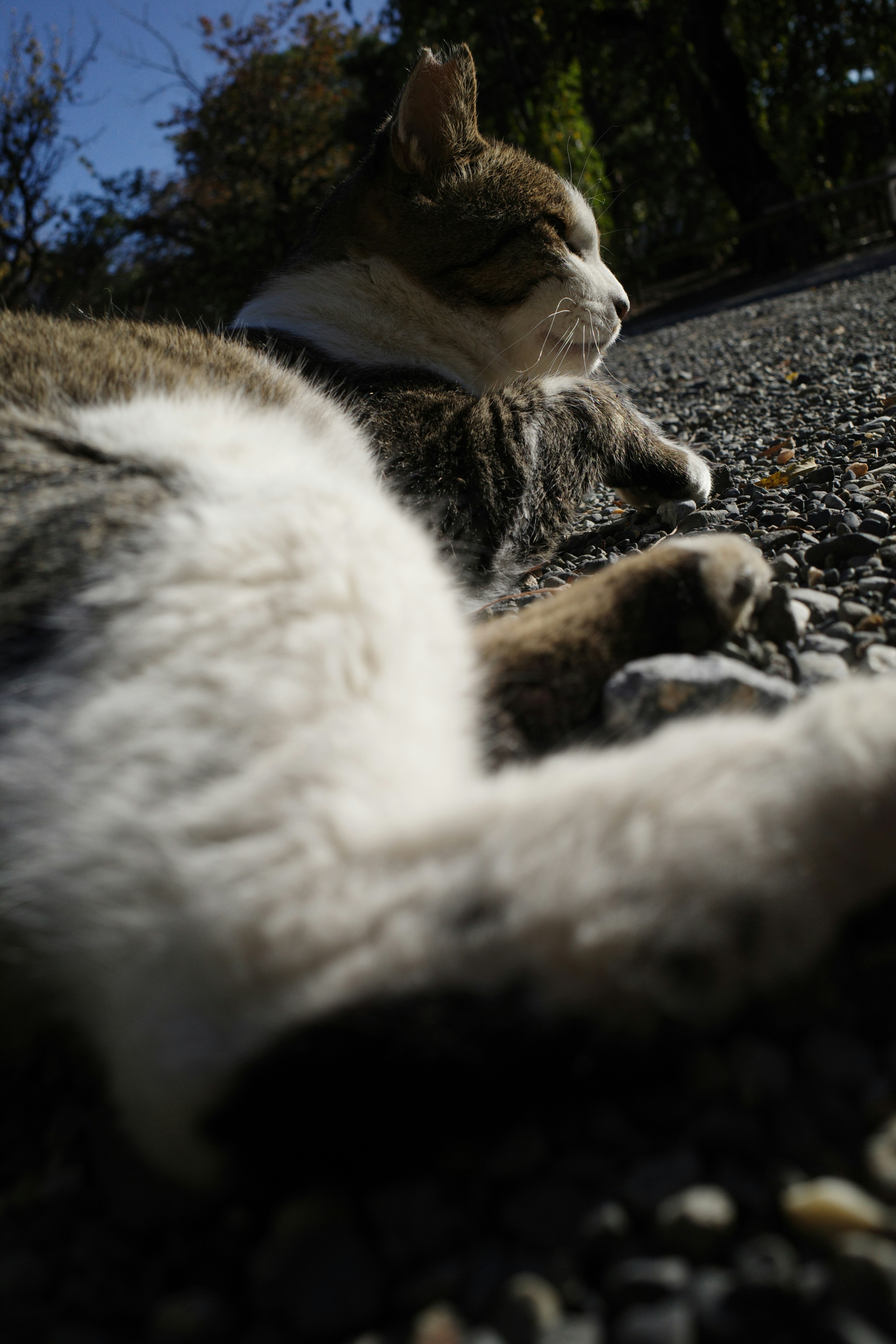 日向でくつろぐ猫の横顔と前足