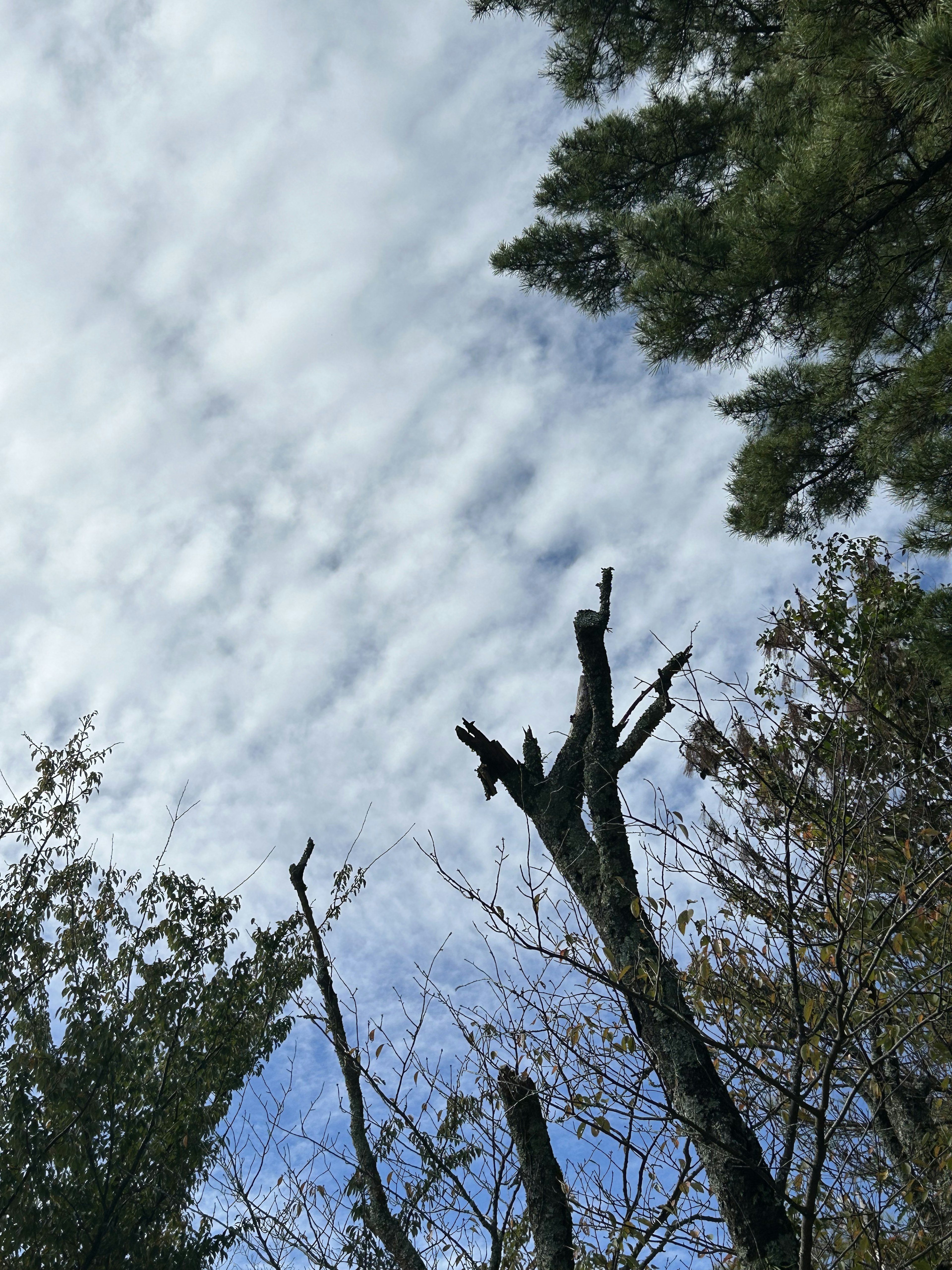 空に向かって伸びる枯れ木と雲