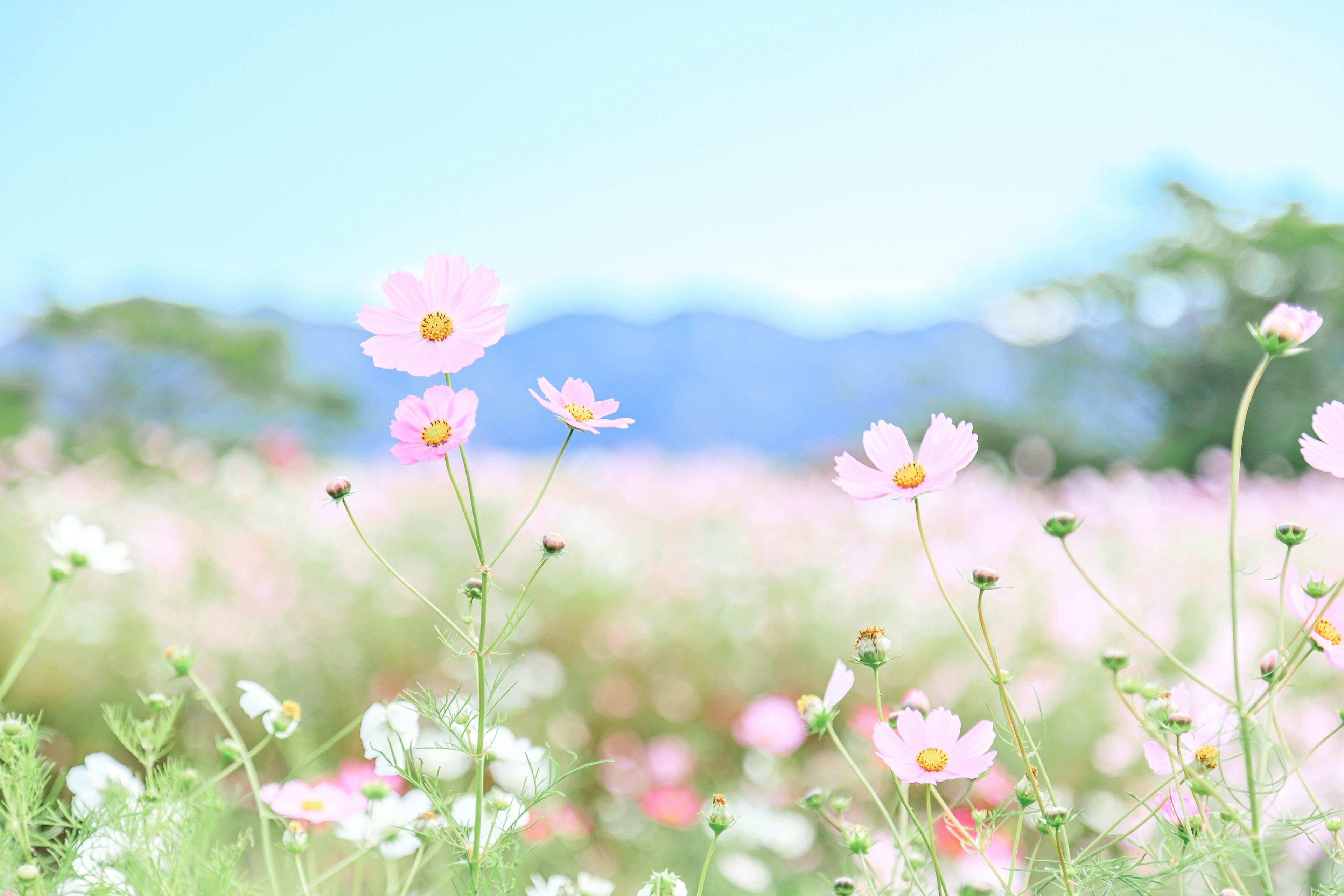 Un paisaje de flores rosas bajo un cielo azul