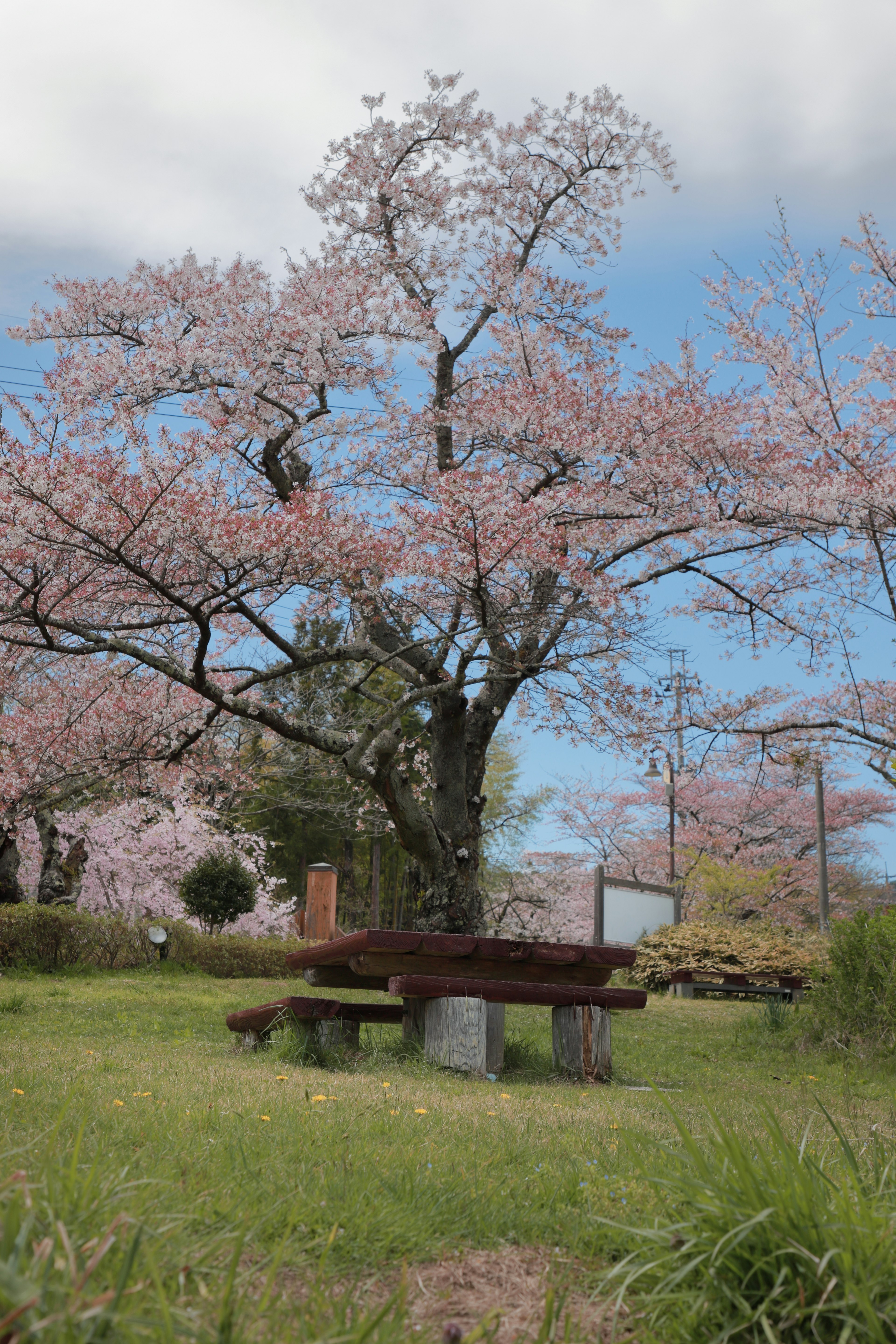 満開の桜の木とその下にあるベンチがある公園の景色