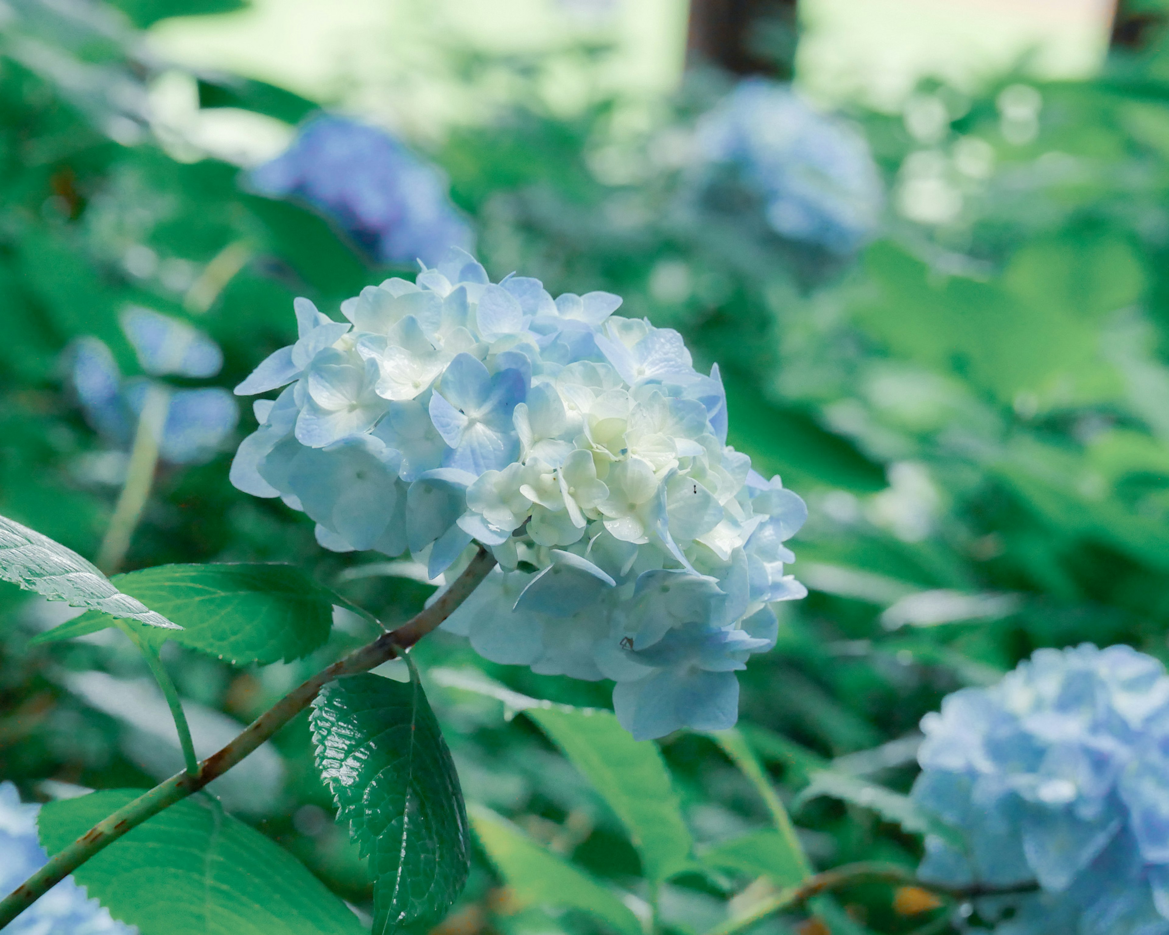 青いアジサイの花が緑の葉に囲まれて咲いている様子