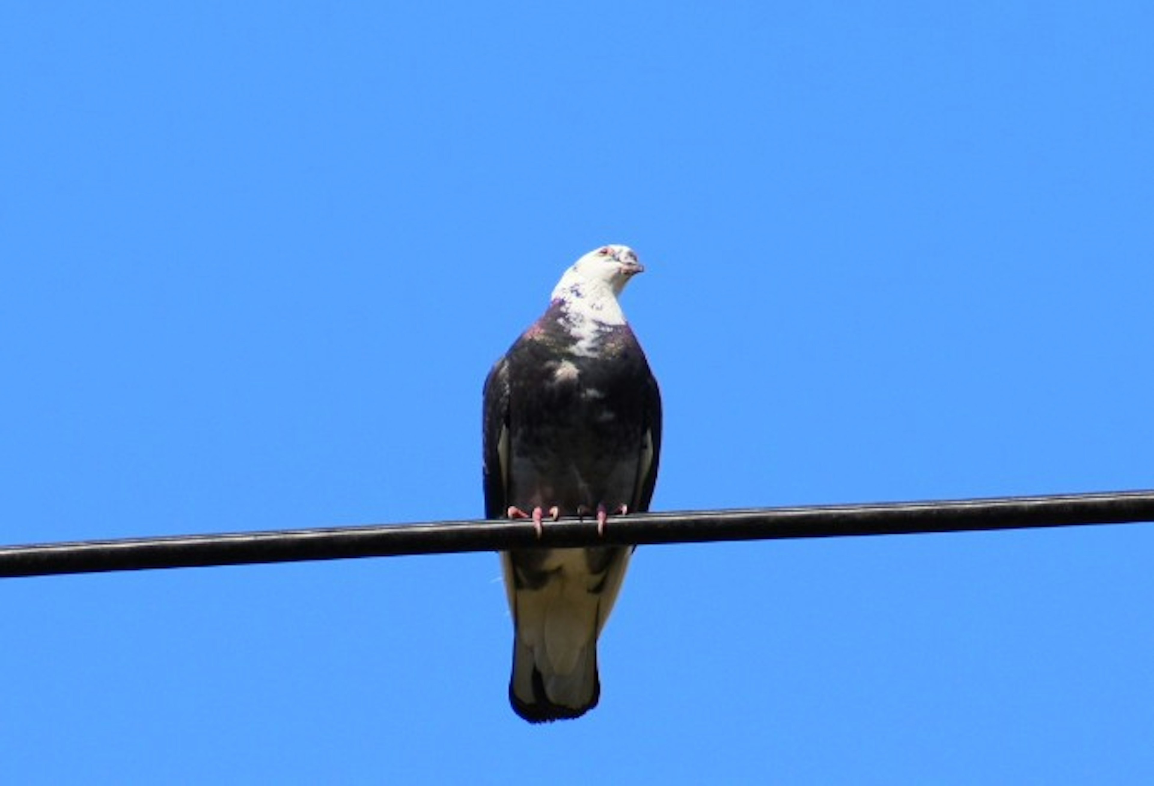 Un faucon noir et blanc perché sur un fil contre un ciel bleu