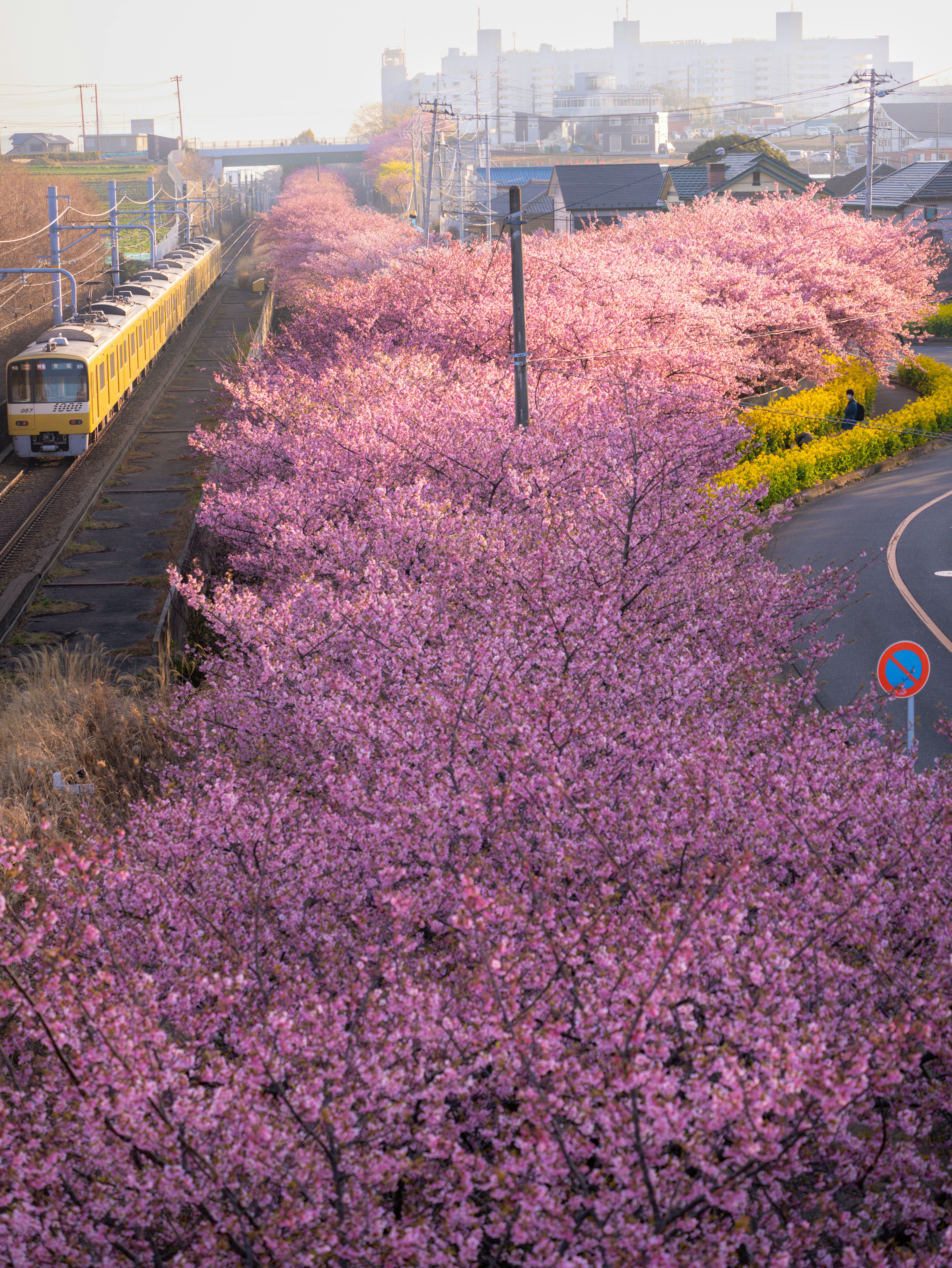 Vista panoramica di alberi di ciliegio in fiore accanto a un treno