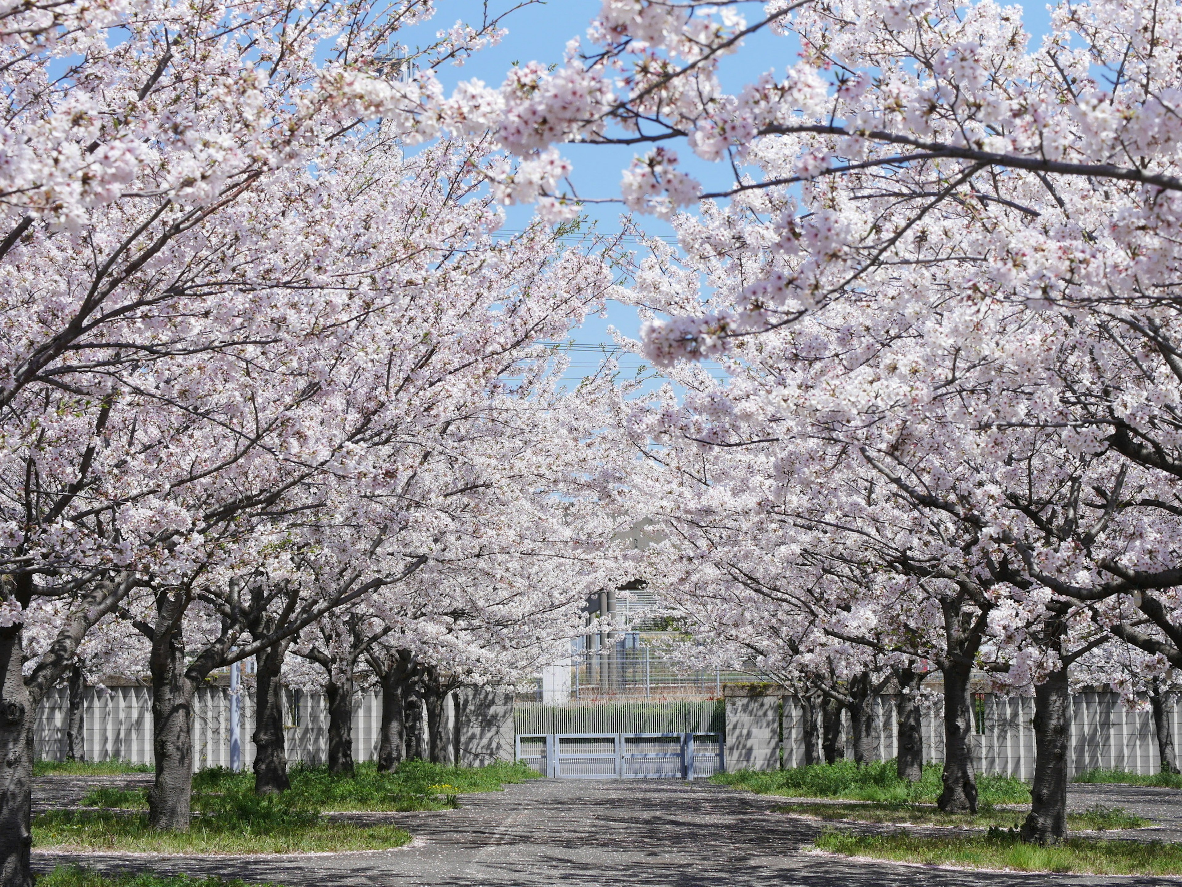 Sentiero fiancheggiato da alberi di ciliegio in fiore e cielo blu