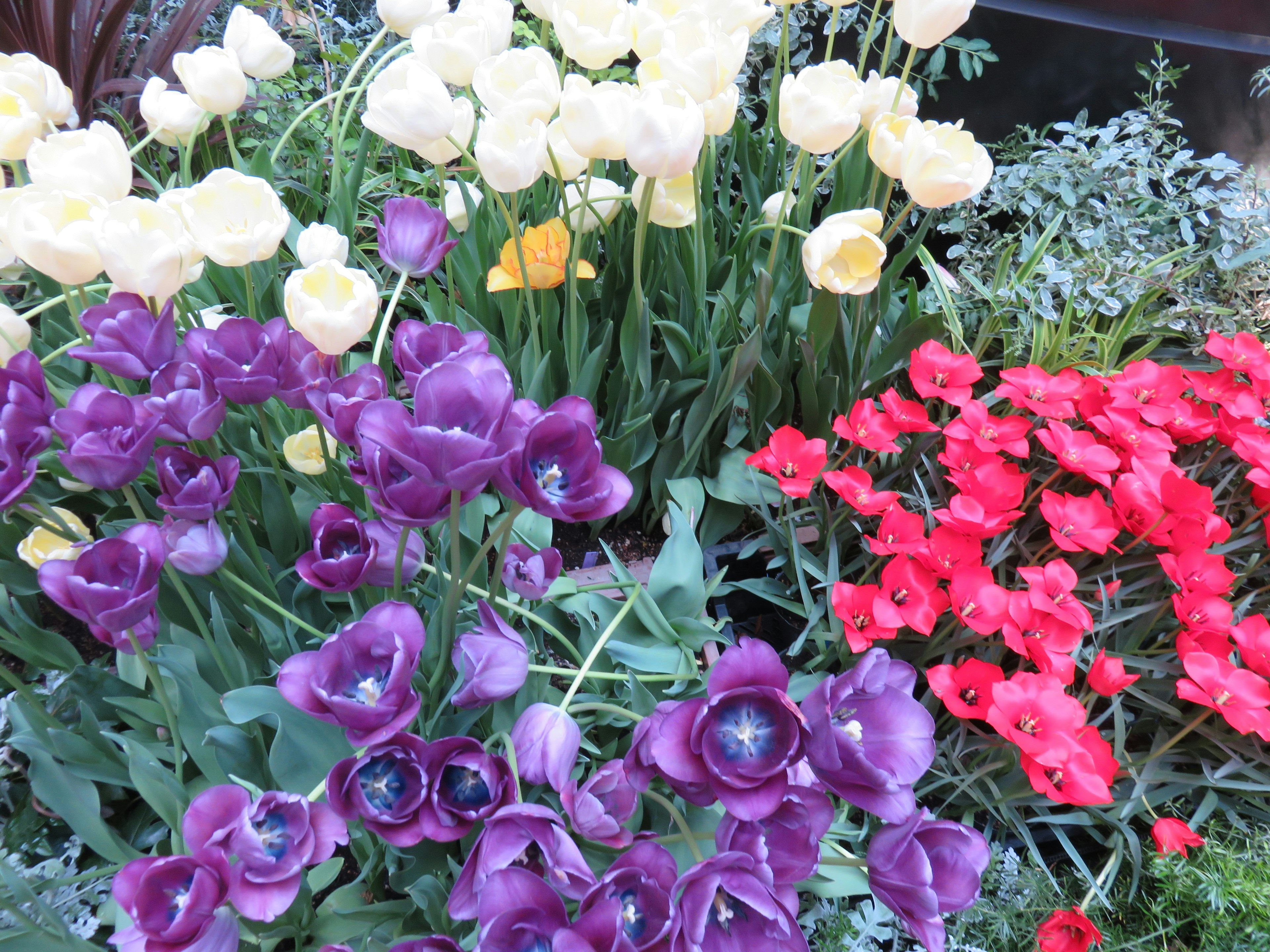 Vibrant garden scene with colorful flowers featuring purple blooms and red flowers yellow tulips in the background