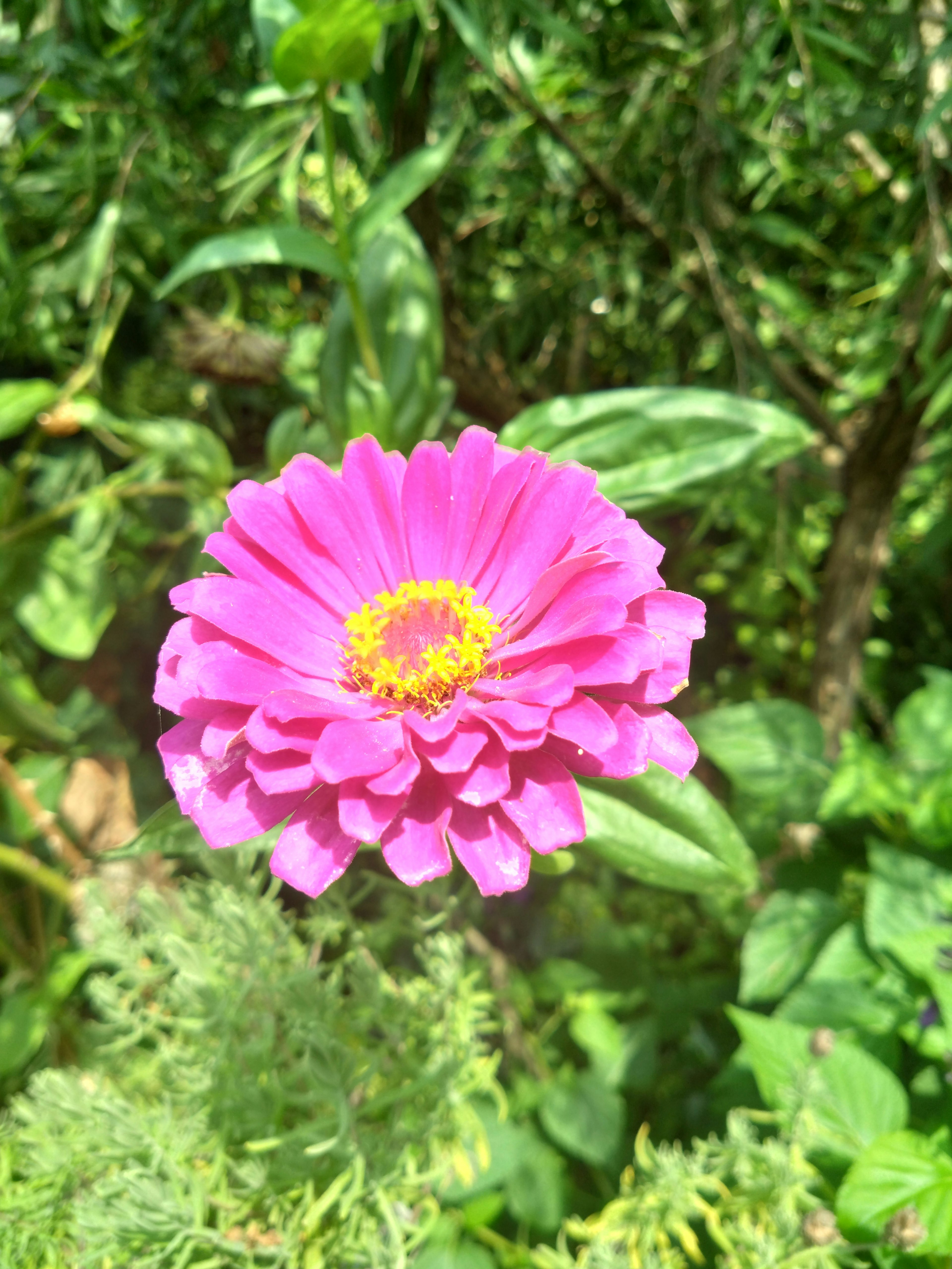 鮮やかなピンク色のジニアの花が緑の葉に囲まれている