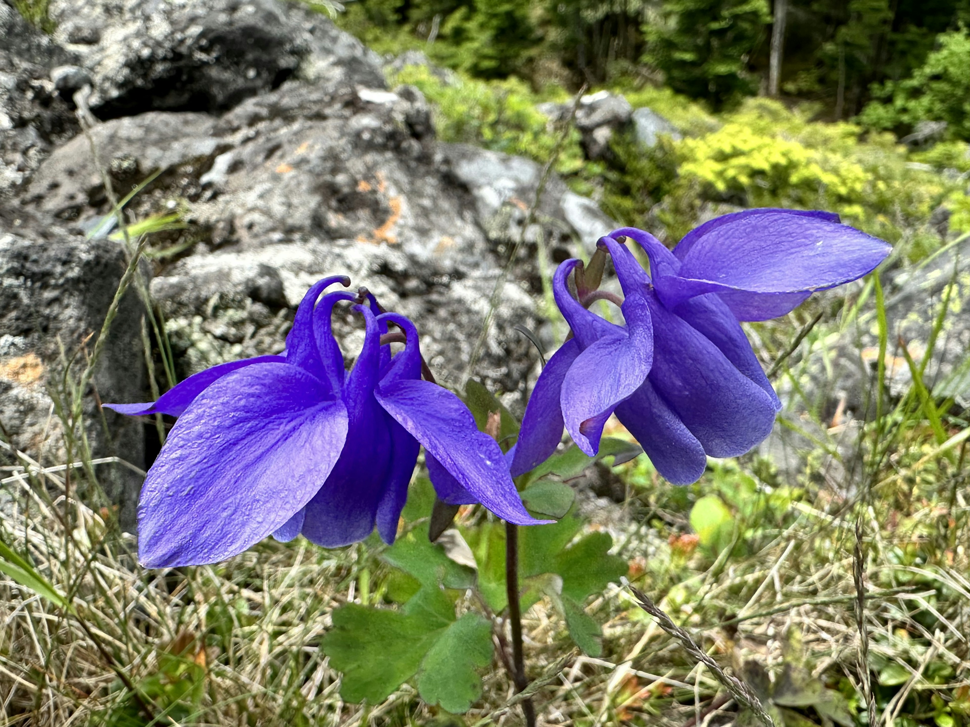 岩の近くに咲く青紫の花々