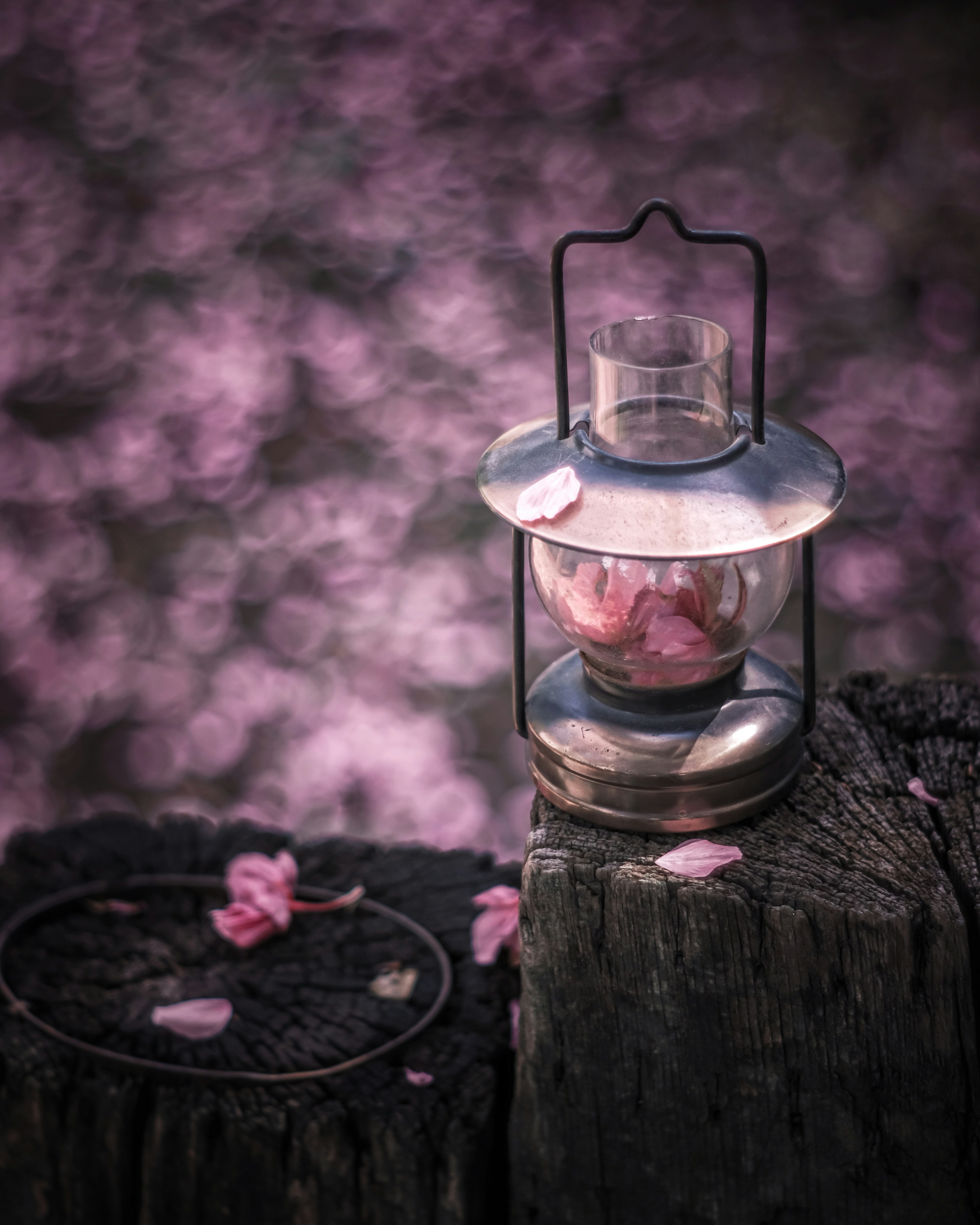 An old lantern on a wooden stump with pink flower petals scattered around