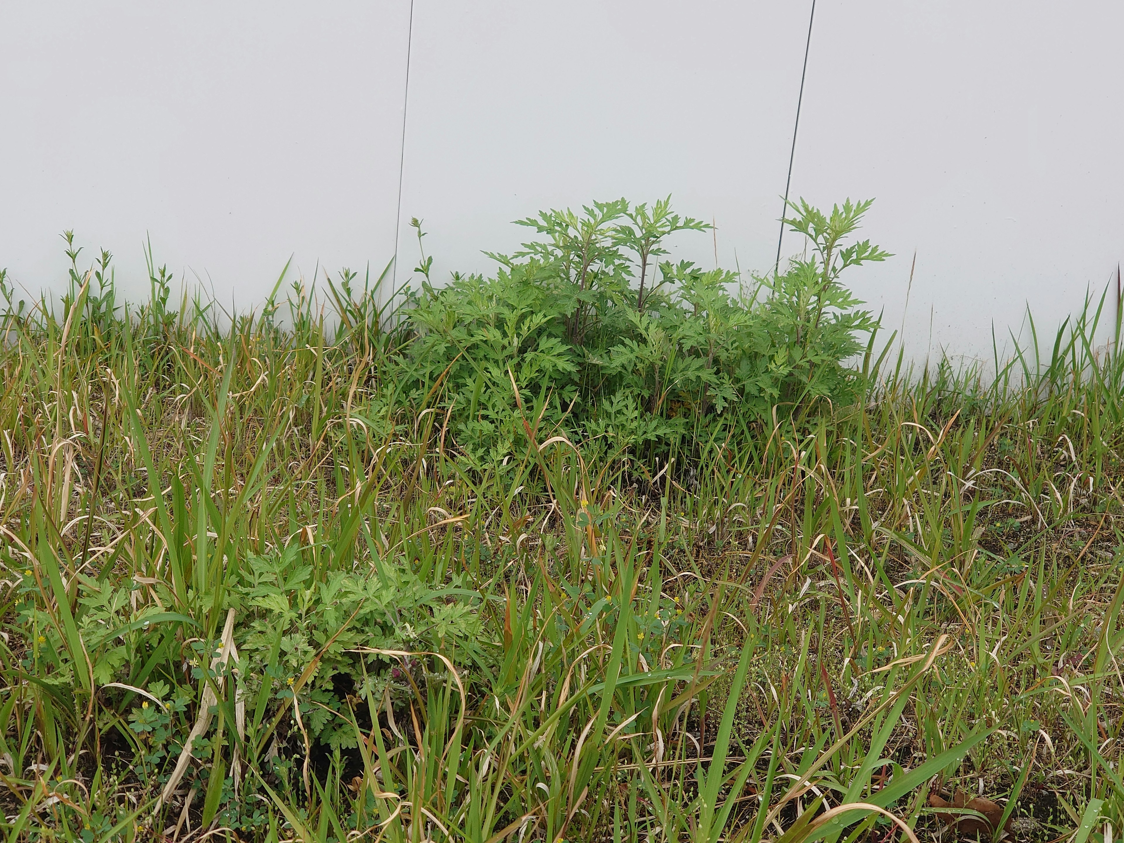 Bild des Bodens mit Gras und kleinen Pflanzen