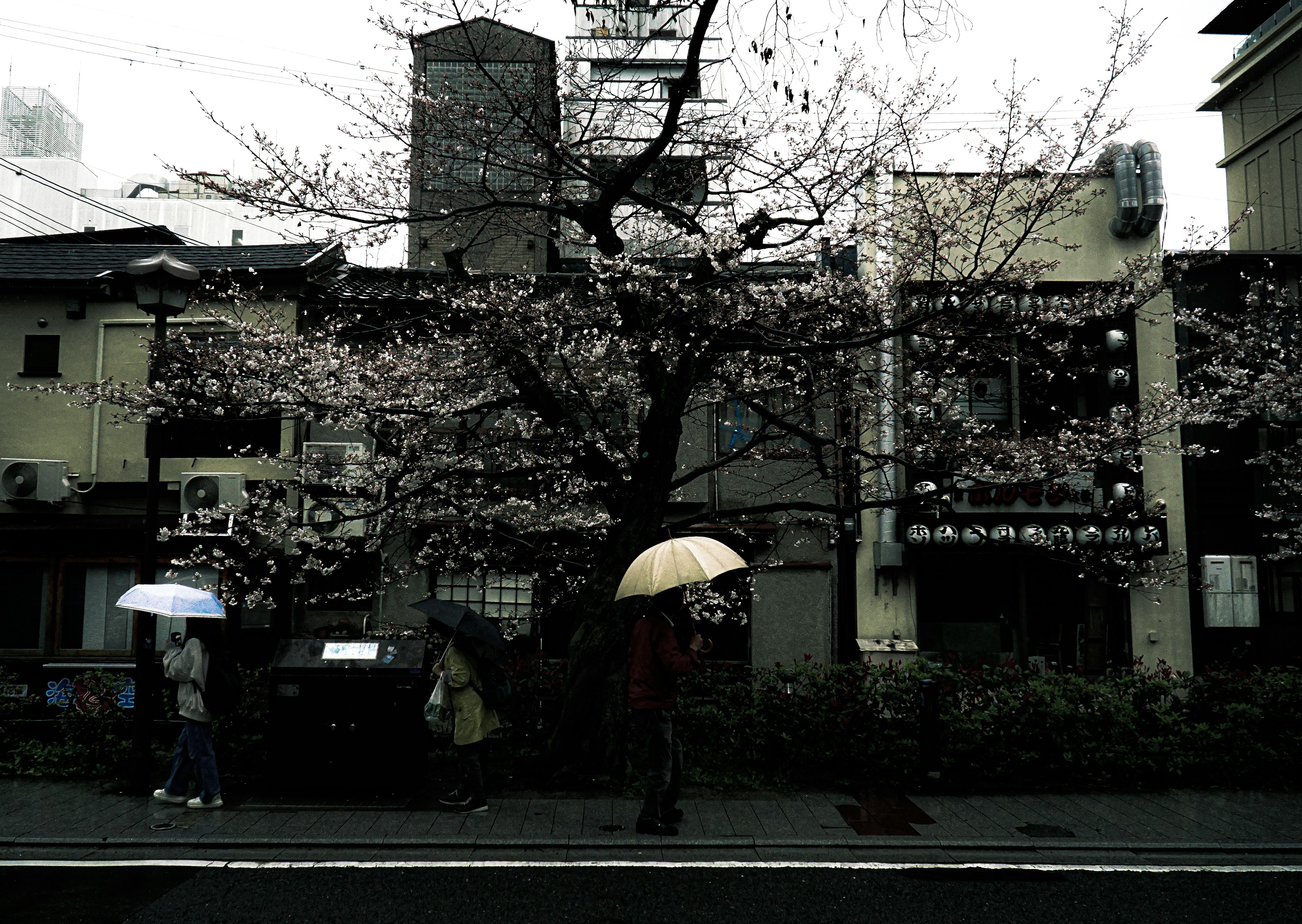 People under umbrellas near a cherry blossom tree and old buildings