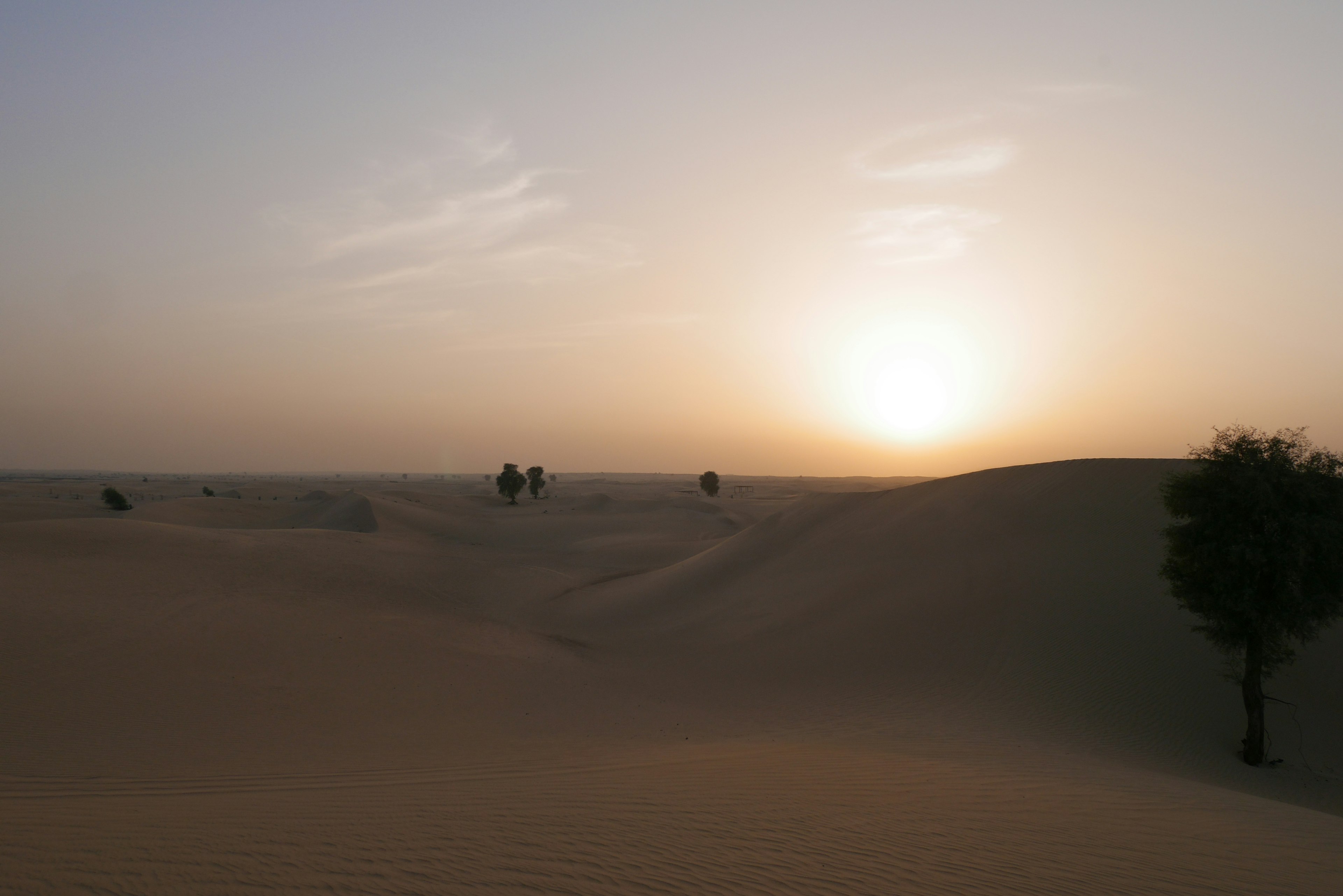 Wüstenlandschaft mit Sanddünen und spärlichen Bäumen unter einem Sonnenuntergang