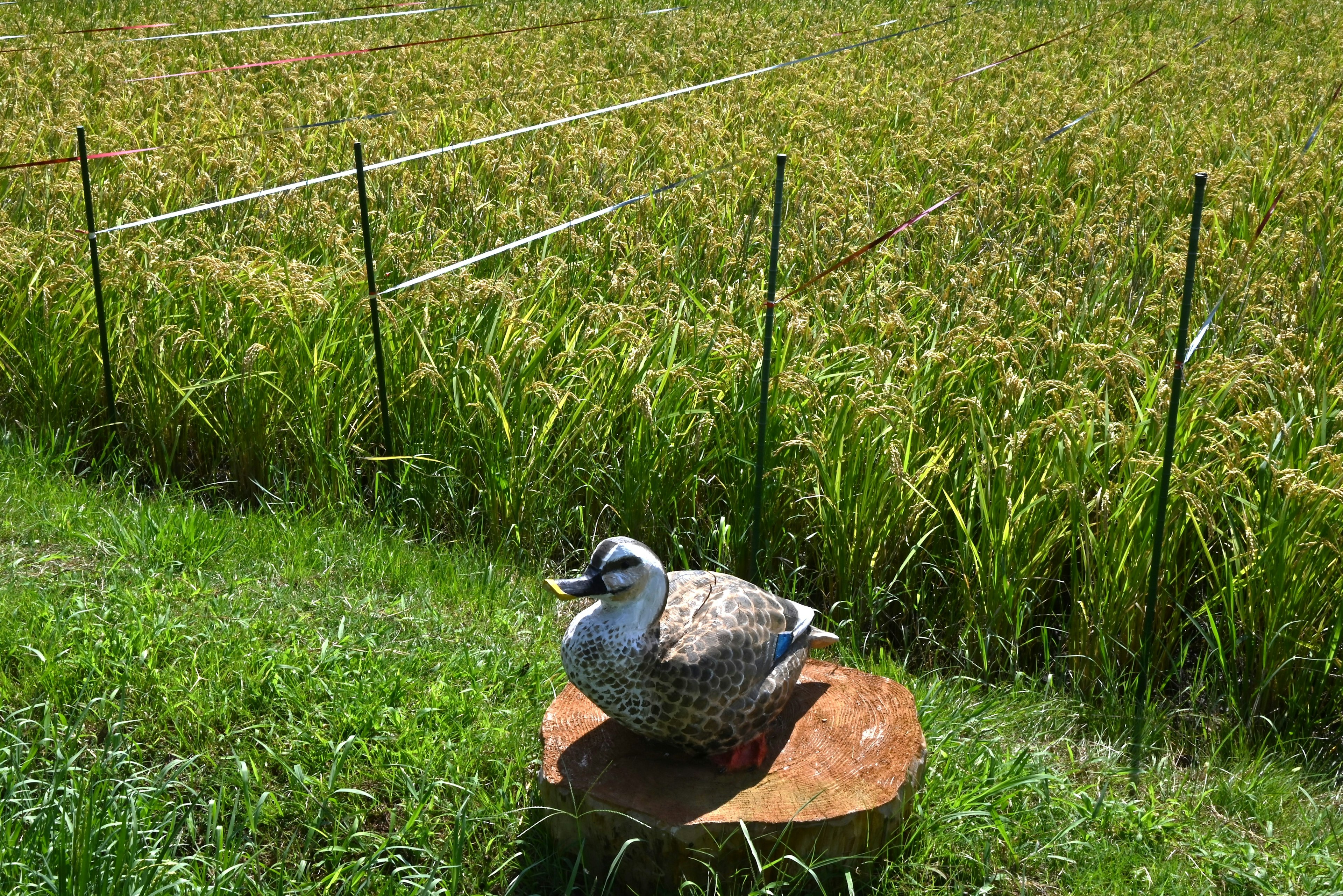 Decoy de pato colocado cerca de un campo de arroz con vegetación circundante