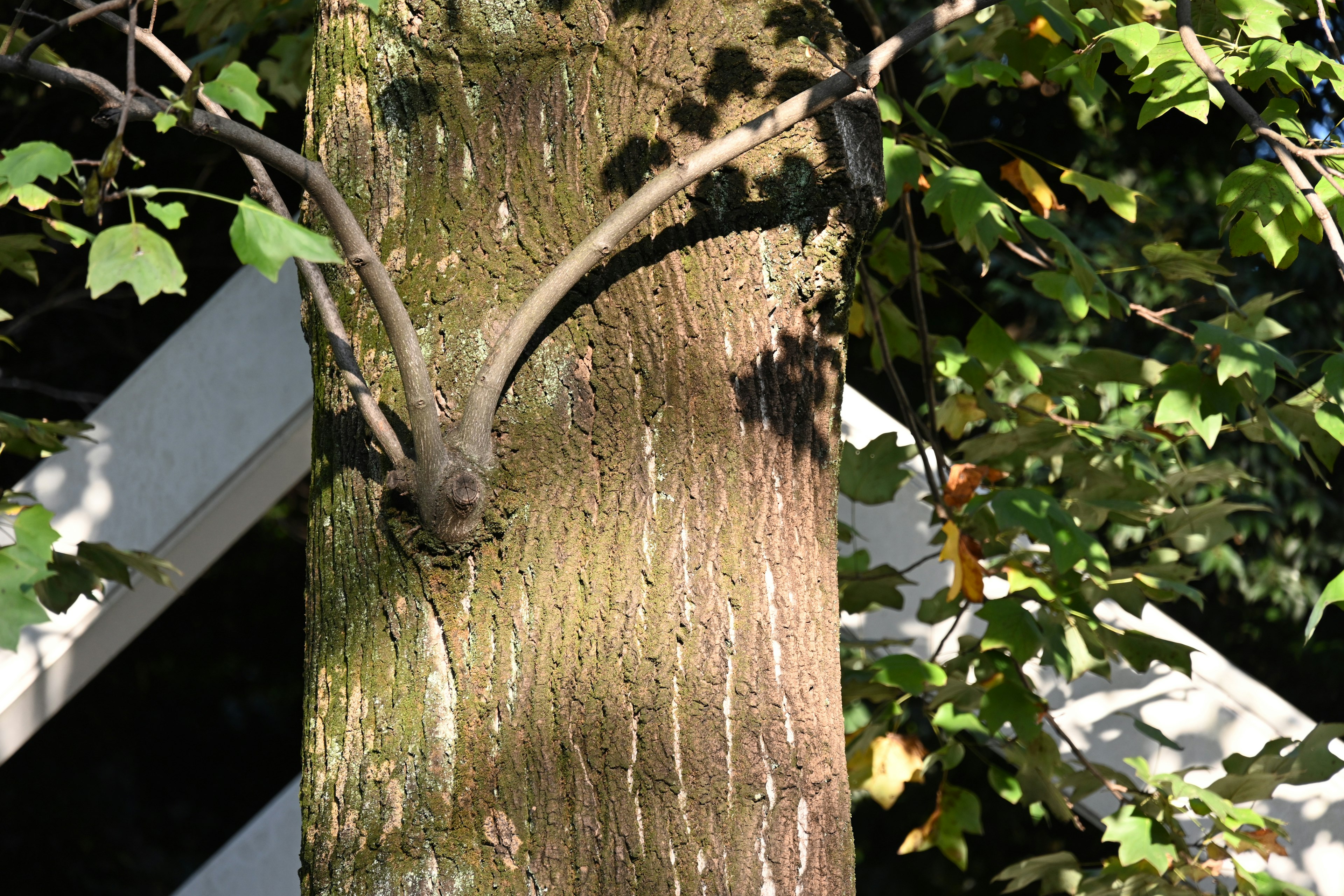 Close-up of a tree trunk with branches and leaves