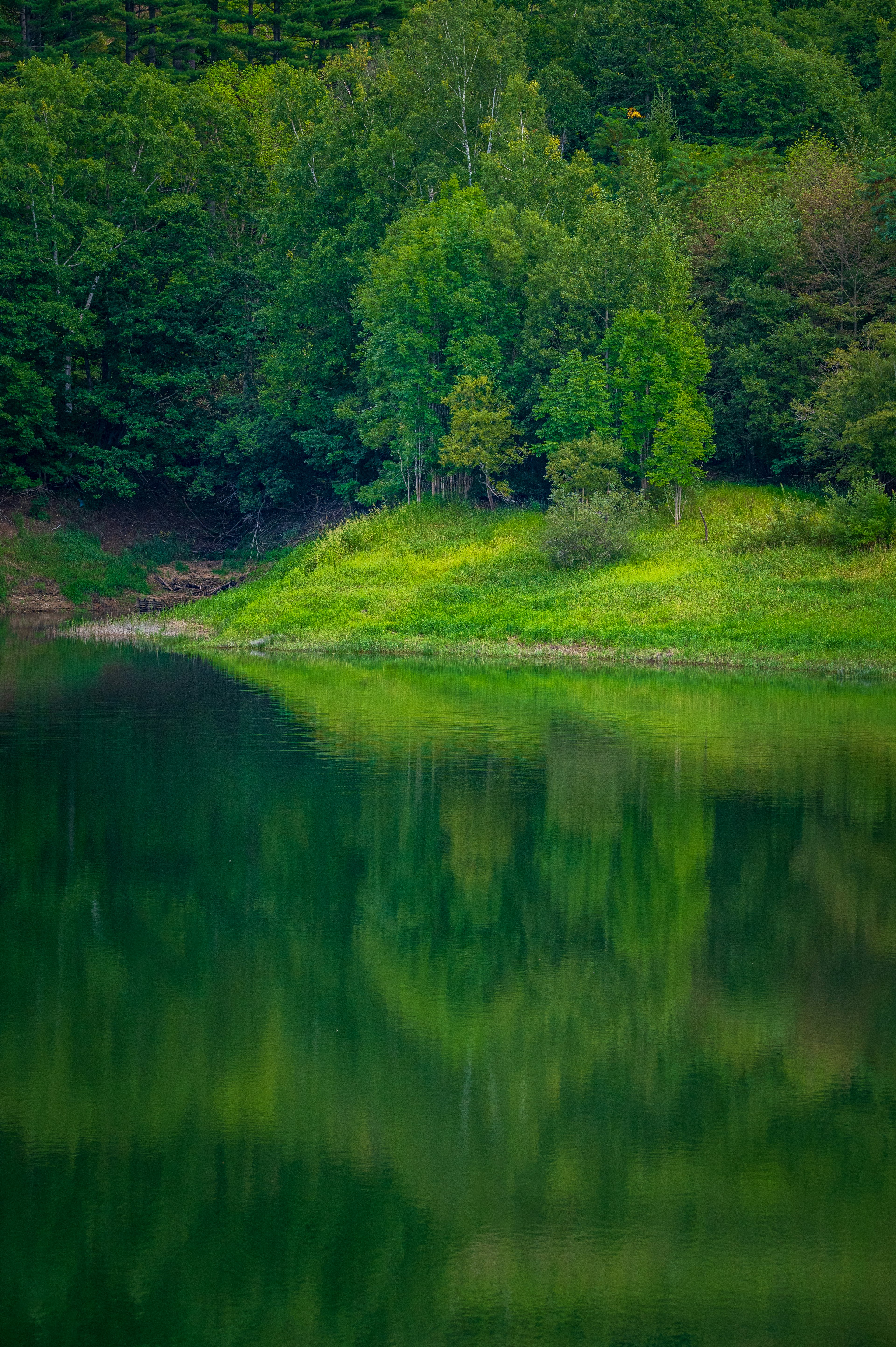 Serene lake with lush green trees reflected on the water