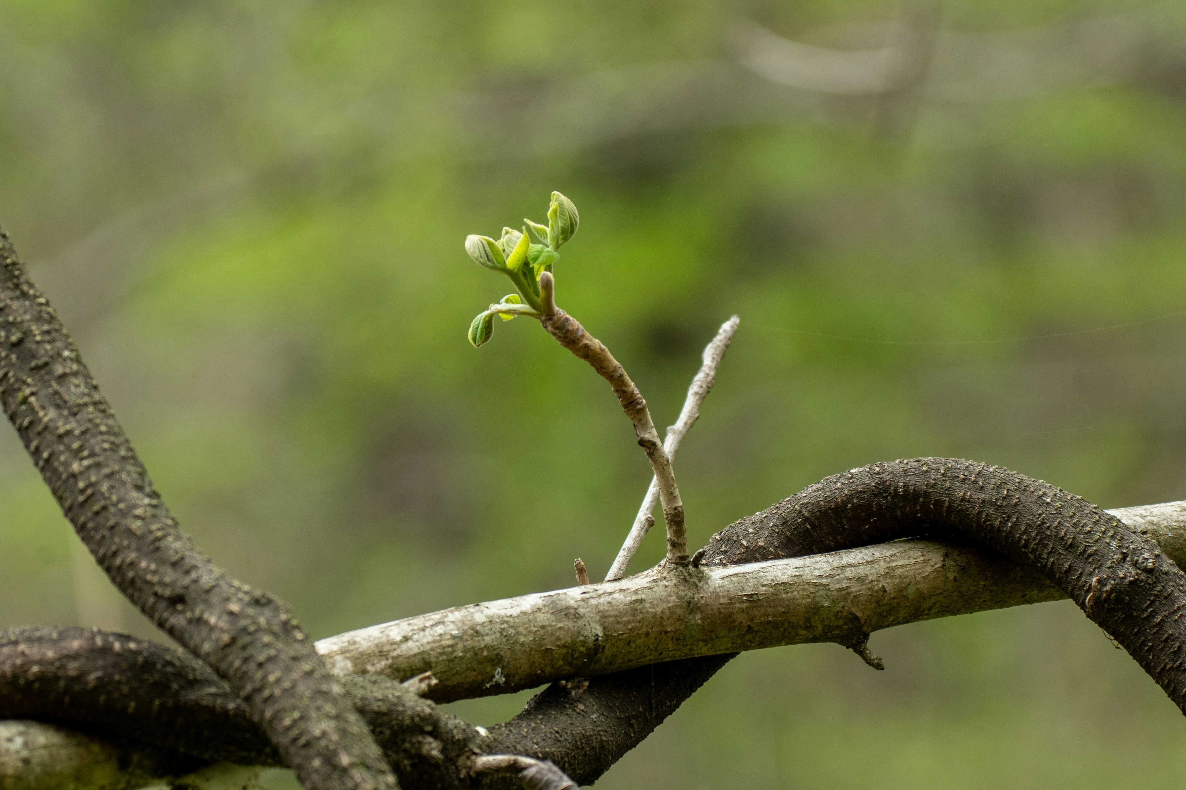 Gros plan d'une plante grimpante avec de nouveaux bourgeons verts