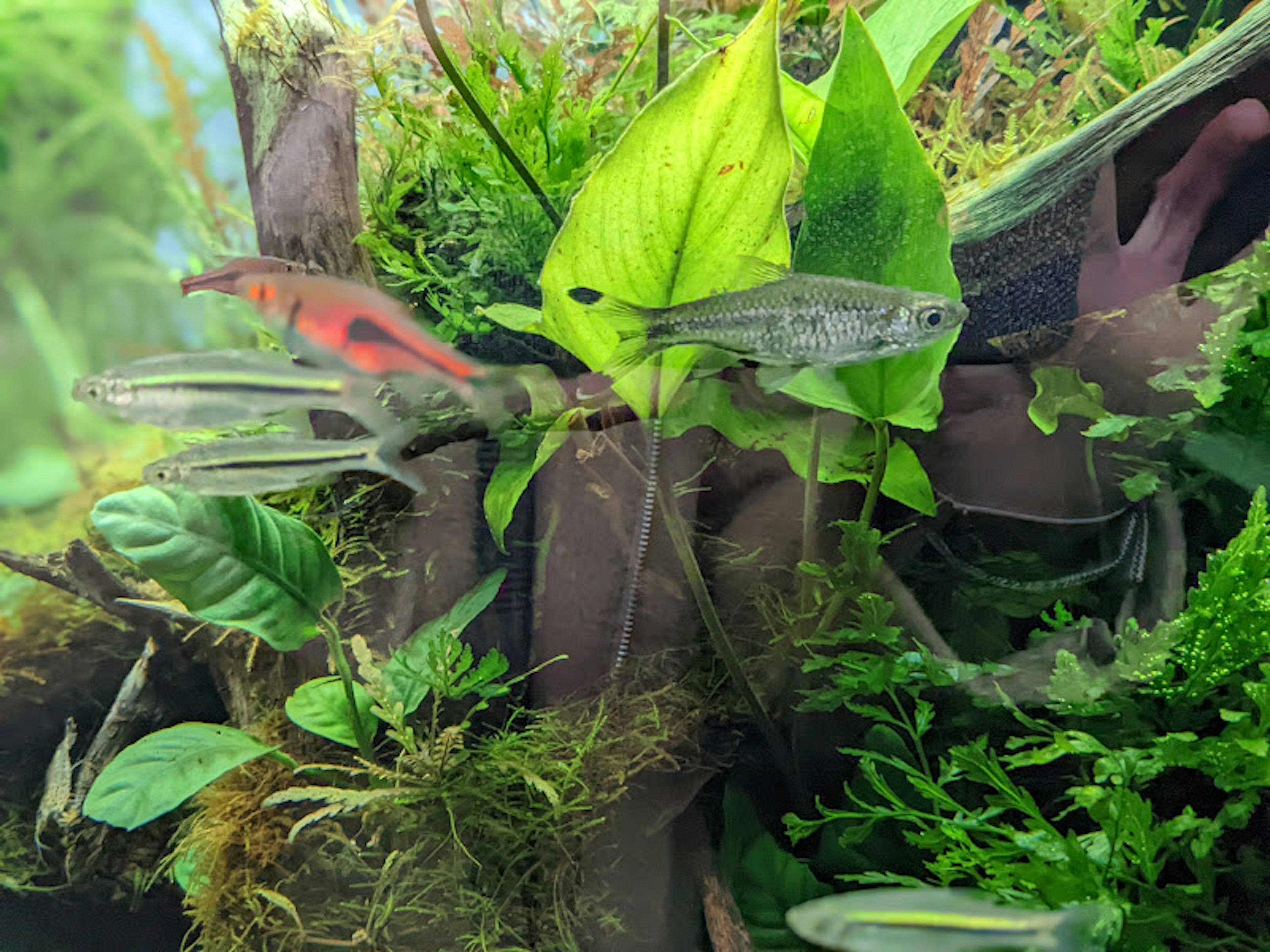 Une scène d'aquarium vibrante avec des plantes vertes luxuriantes et divers poissons