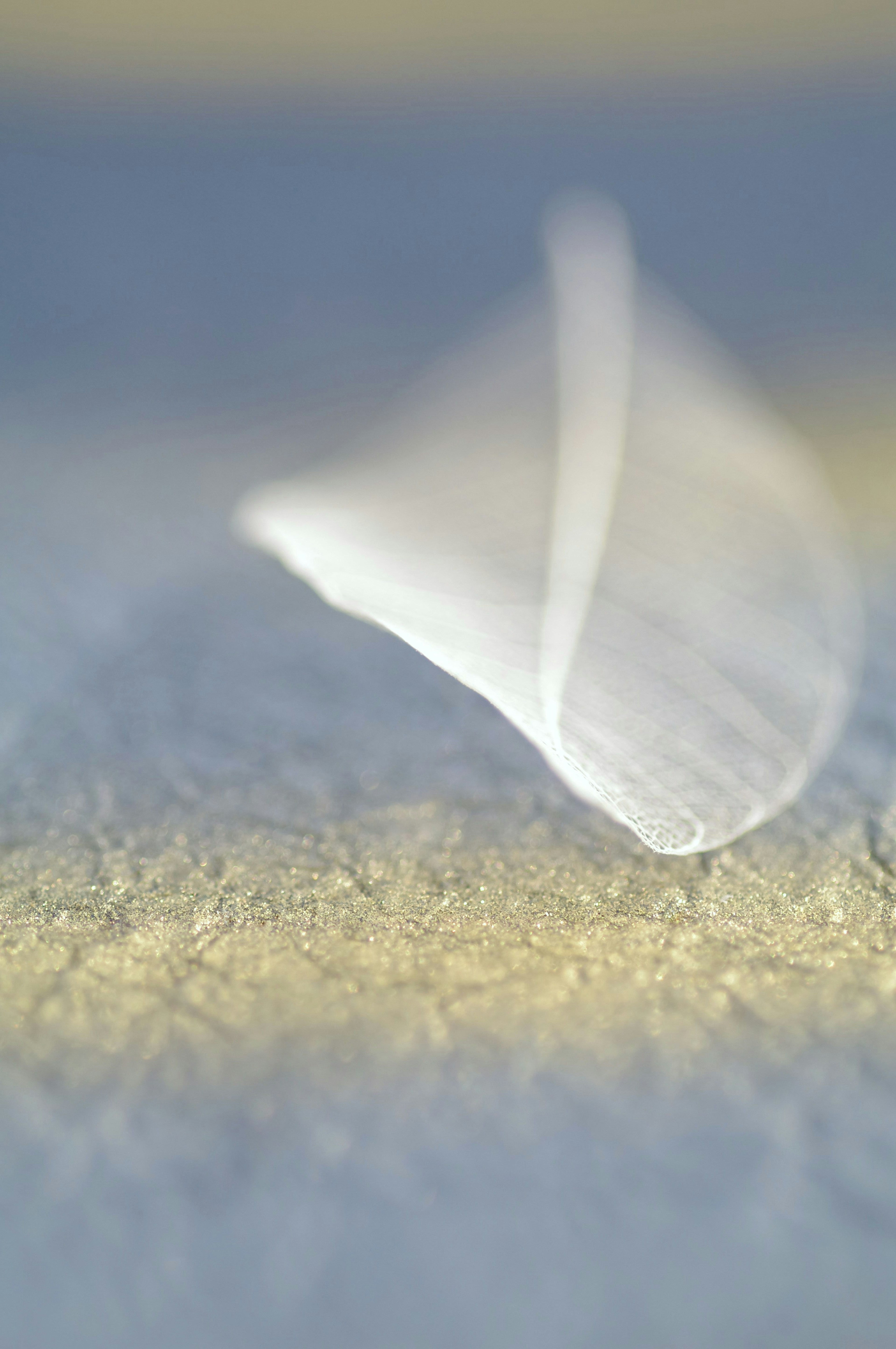 Une délicate feuille blanche flottant sur un fond doux