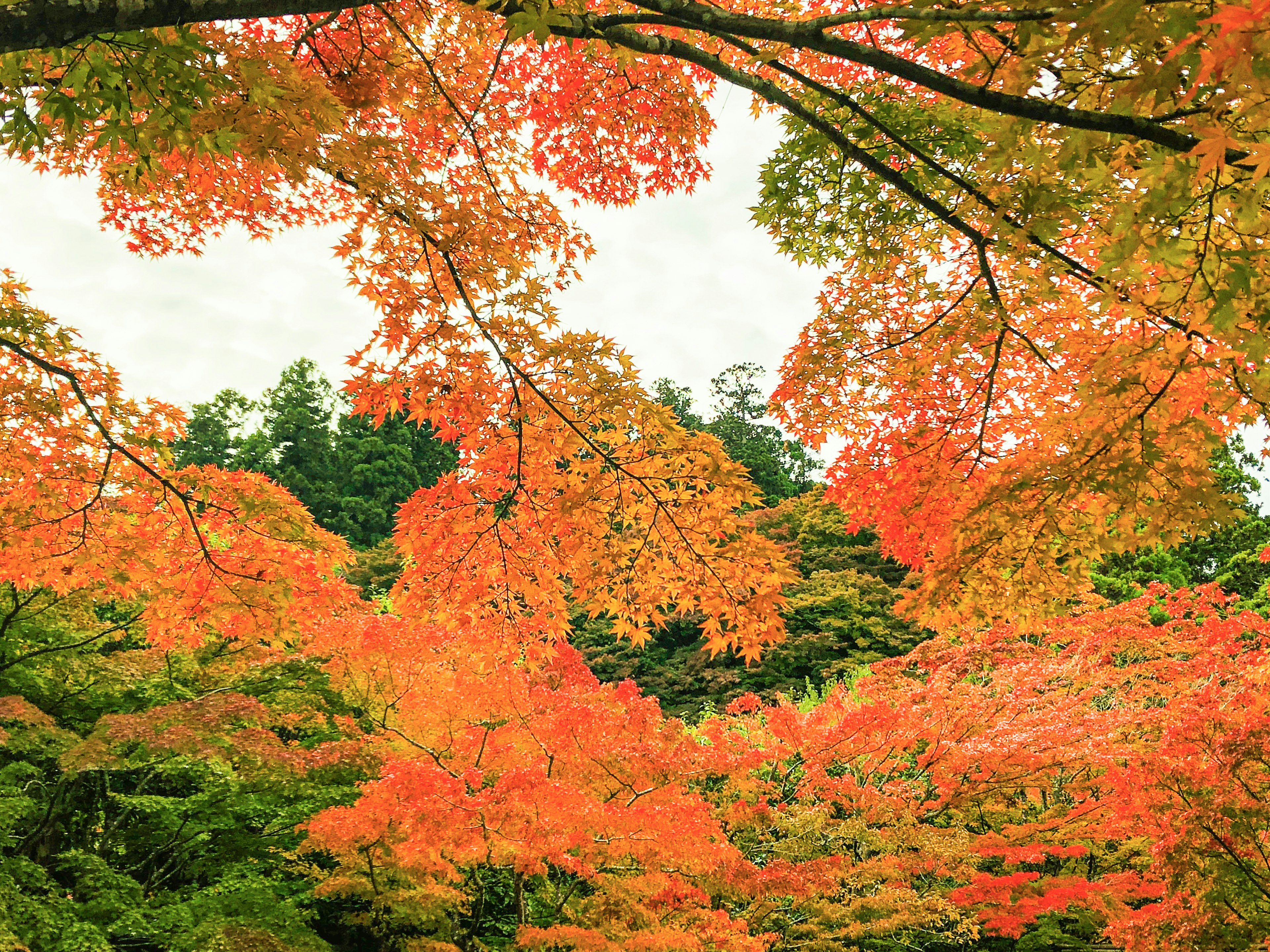 Feuillage d'automne vibrant avec des feuilles orange et rouges