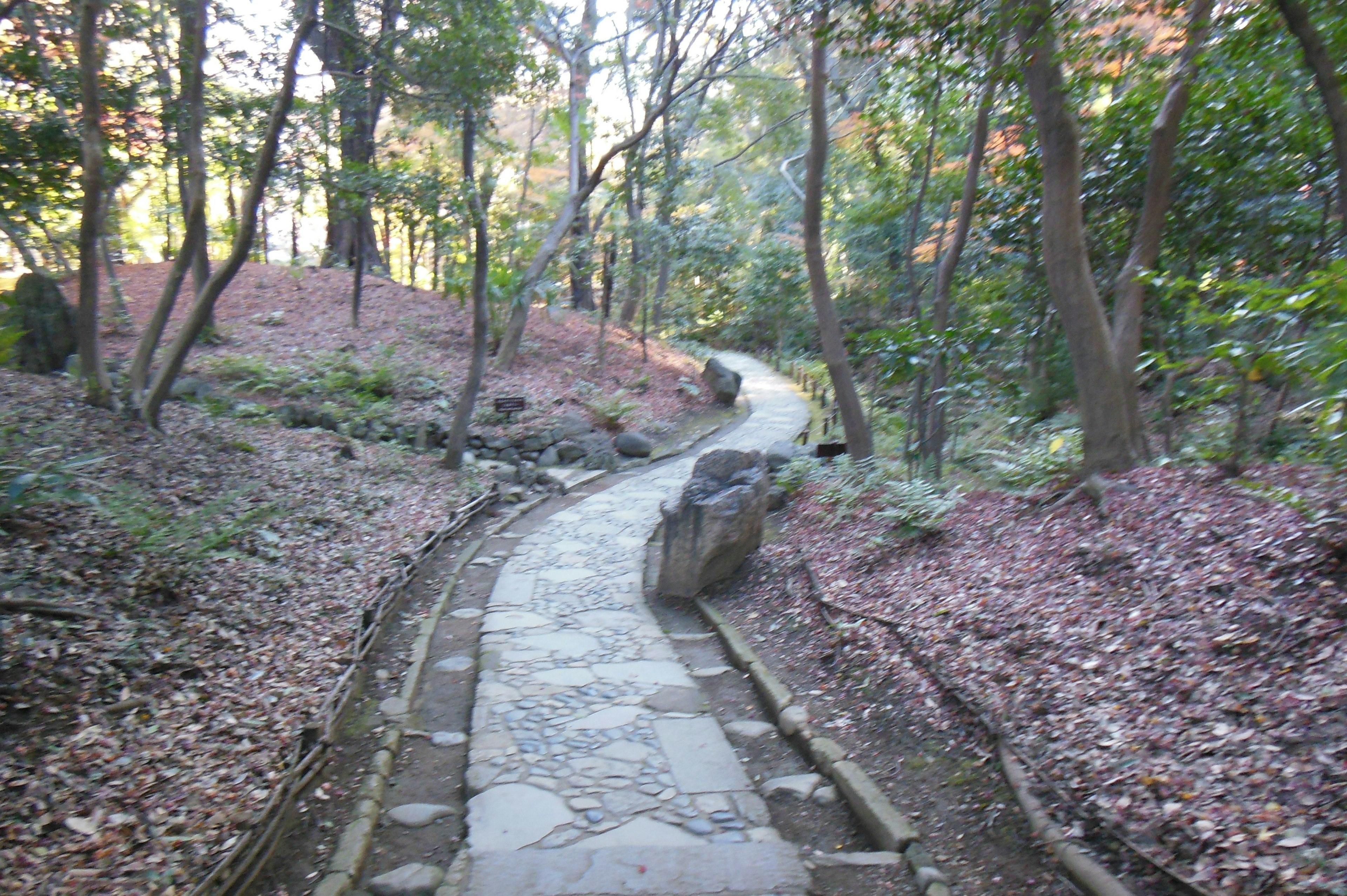 曲がりくねった石の小道が森林の中を進む風景