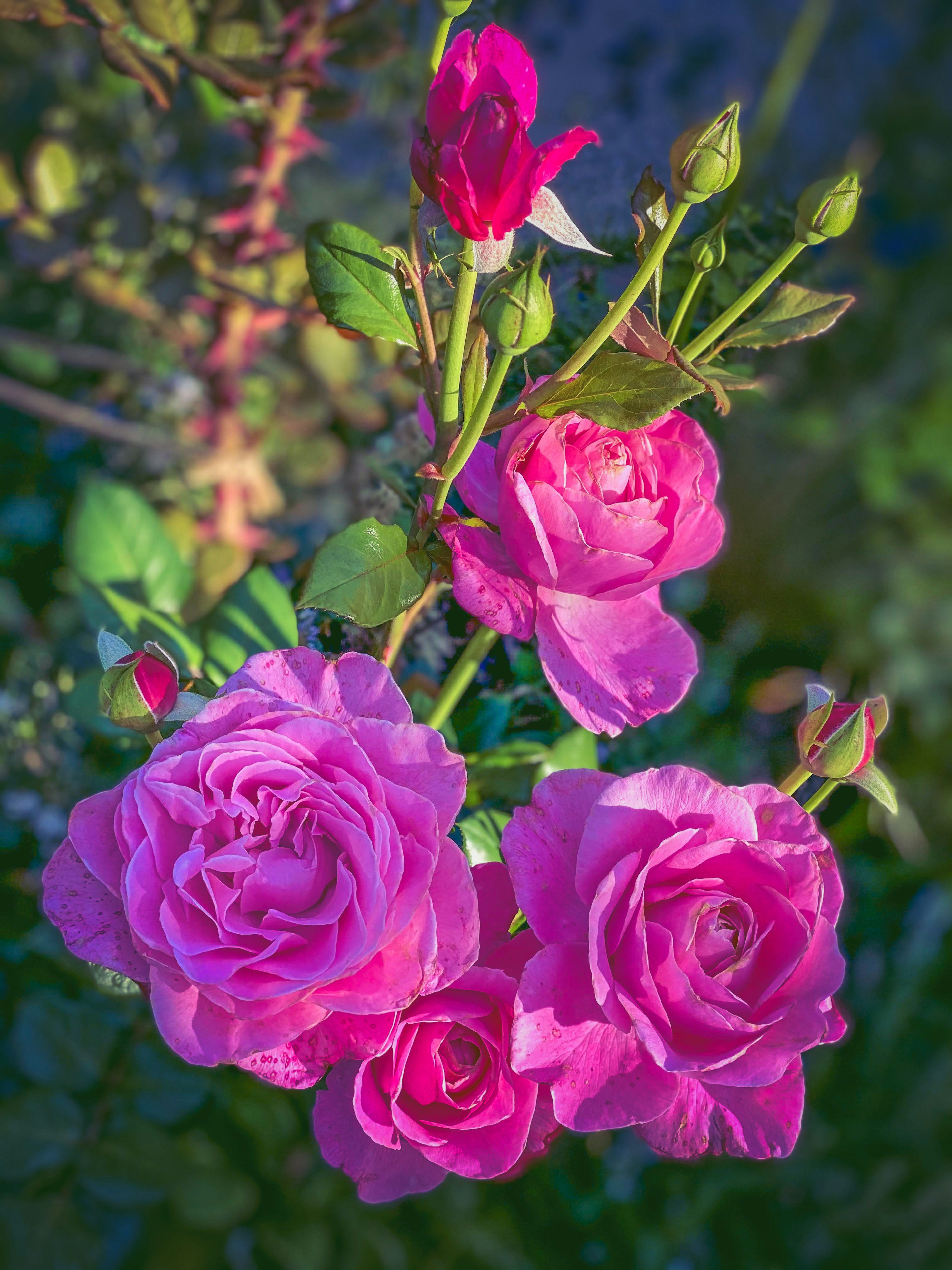 鮮やかなピンクのバラの花が咲いている枝の画像