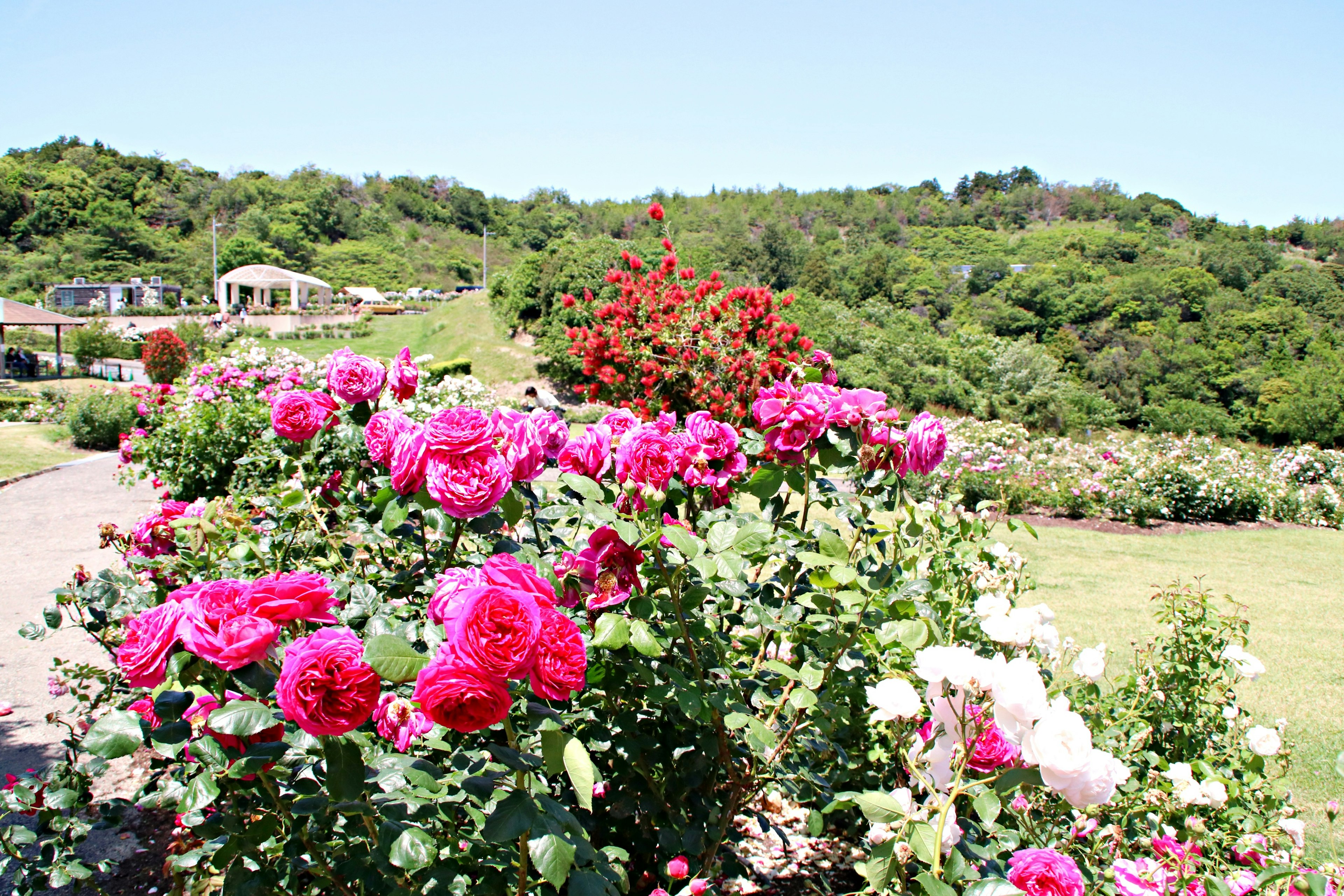 Ein lebhafter Garten voller blühender Rosen in Rosa- und Weißtönen mit grünen Hügeln im Hintergrund