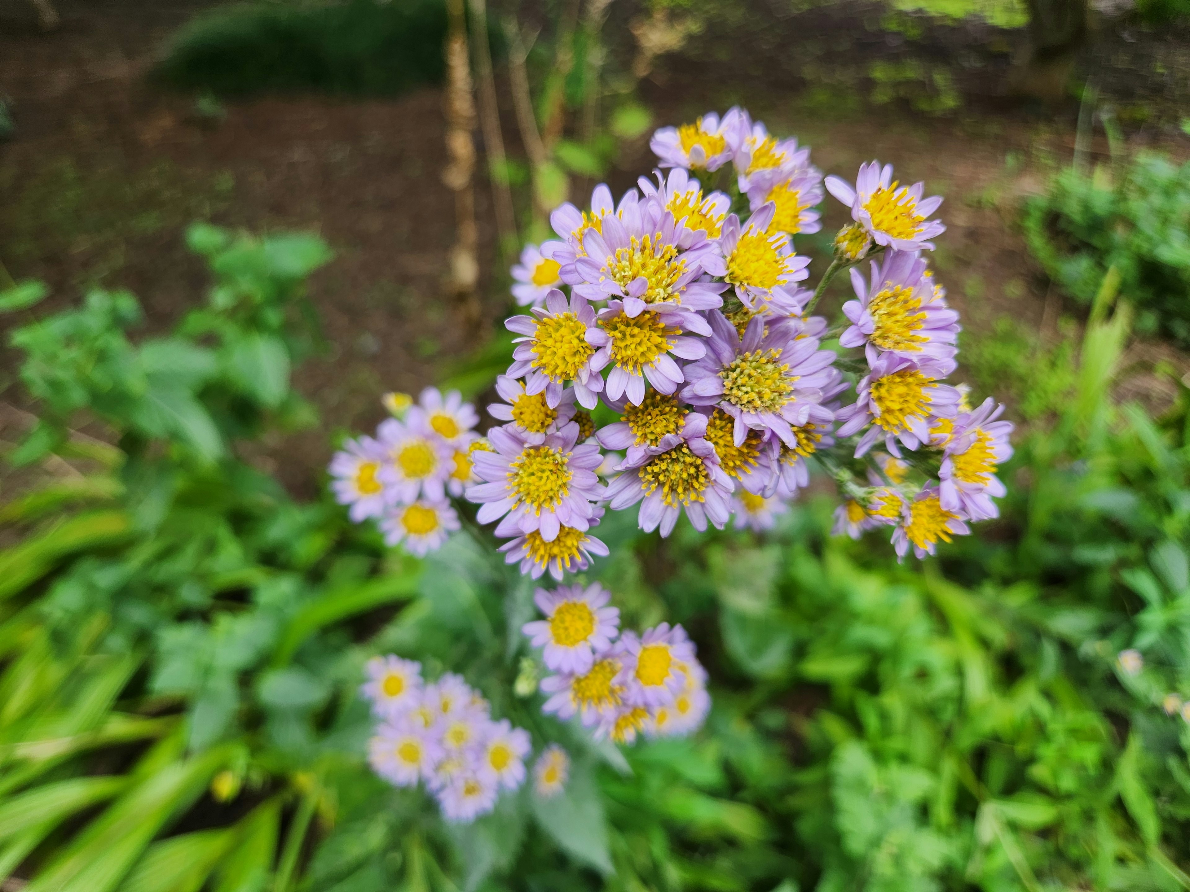 紫色と黄色の花が咲いている背景に緑の葉が広がる自然の風景