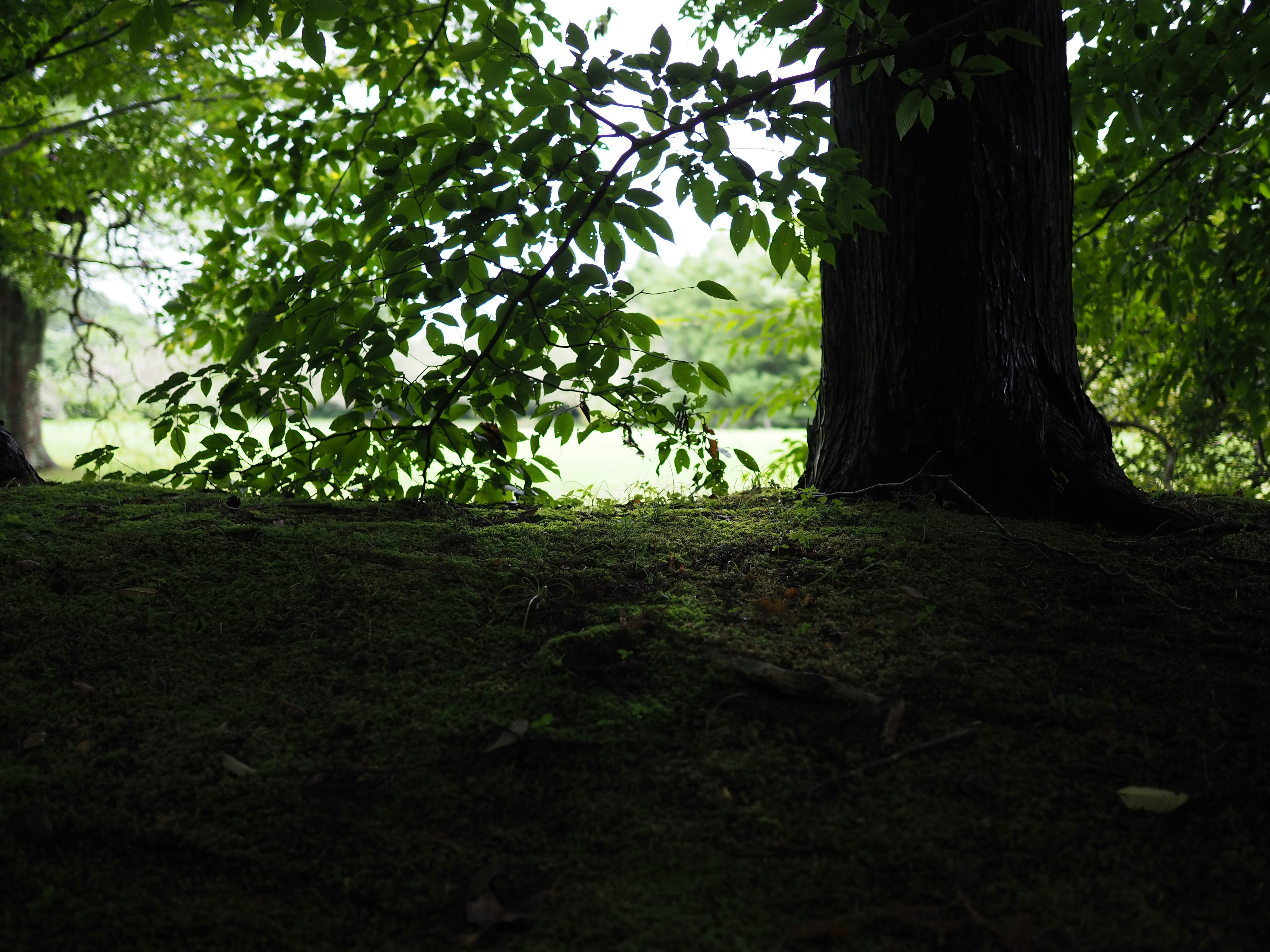 A tranquil forest scene featuring a tree trunk surrounded by green leaves and soft mossy ground