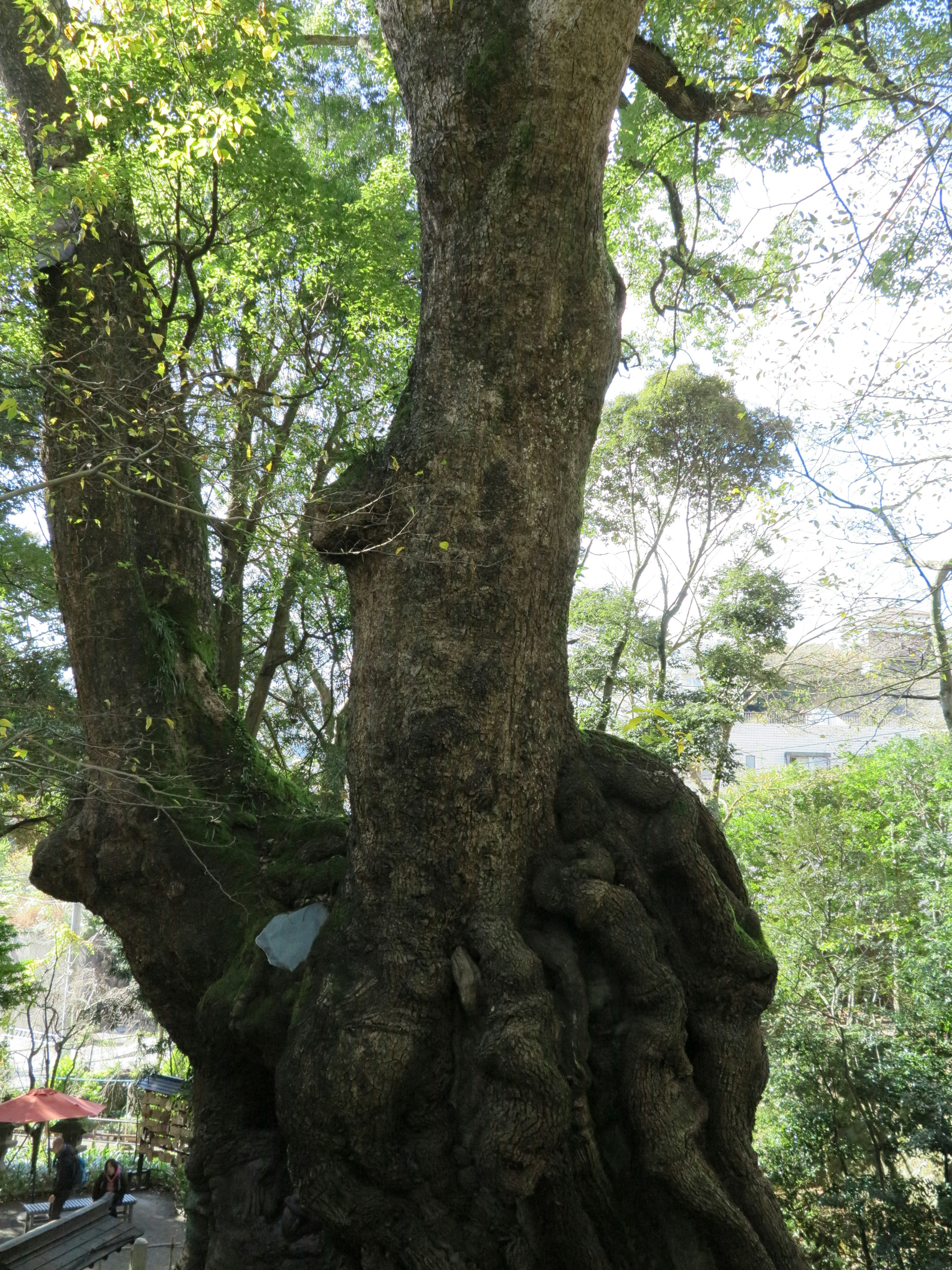 A large, ancient tree trunk surrounded by lush green foliage