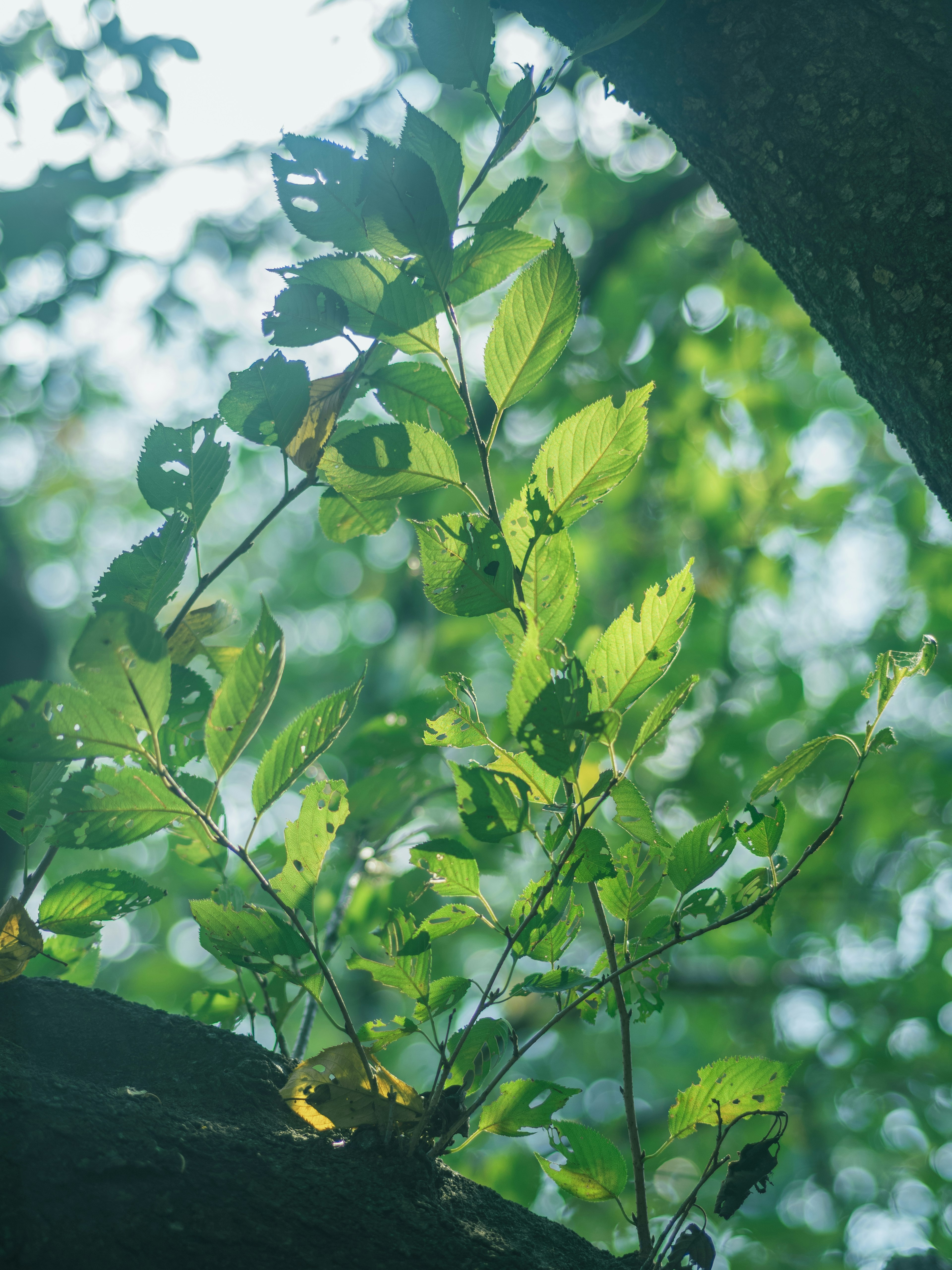 Feuilles vertes florissant sur une branche d'arbre