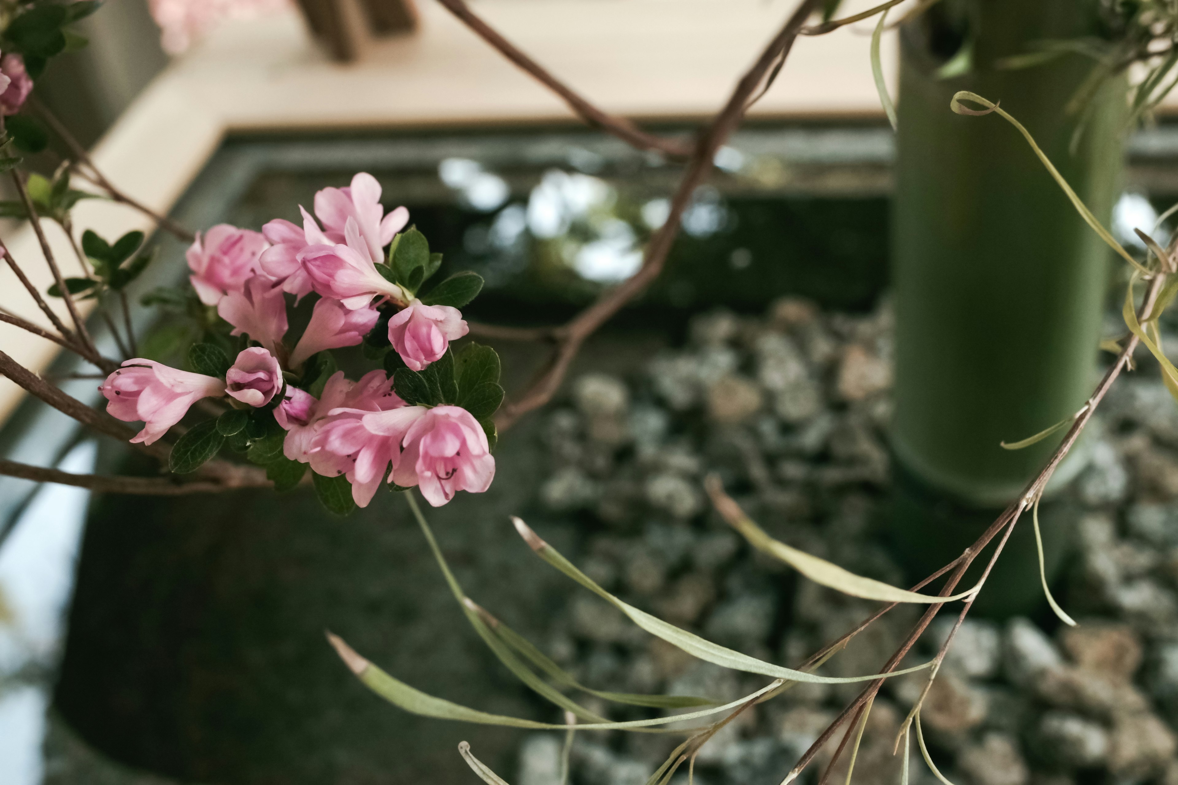 水邊的寧靜場景，粉紅色花朵和綠色竹子