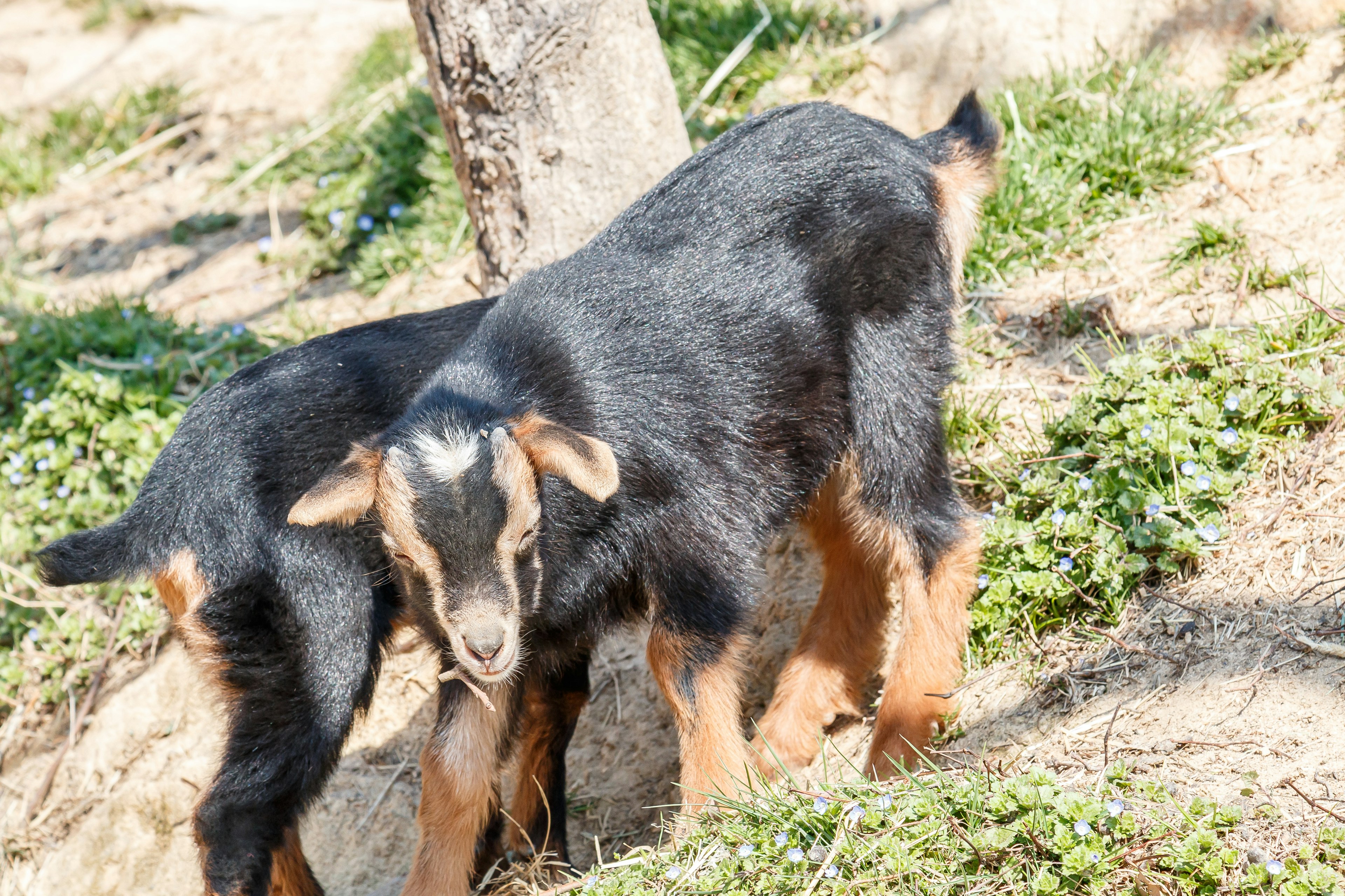 Dos cabras negras y marrones jugando en la hierba