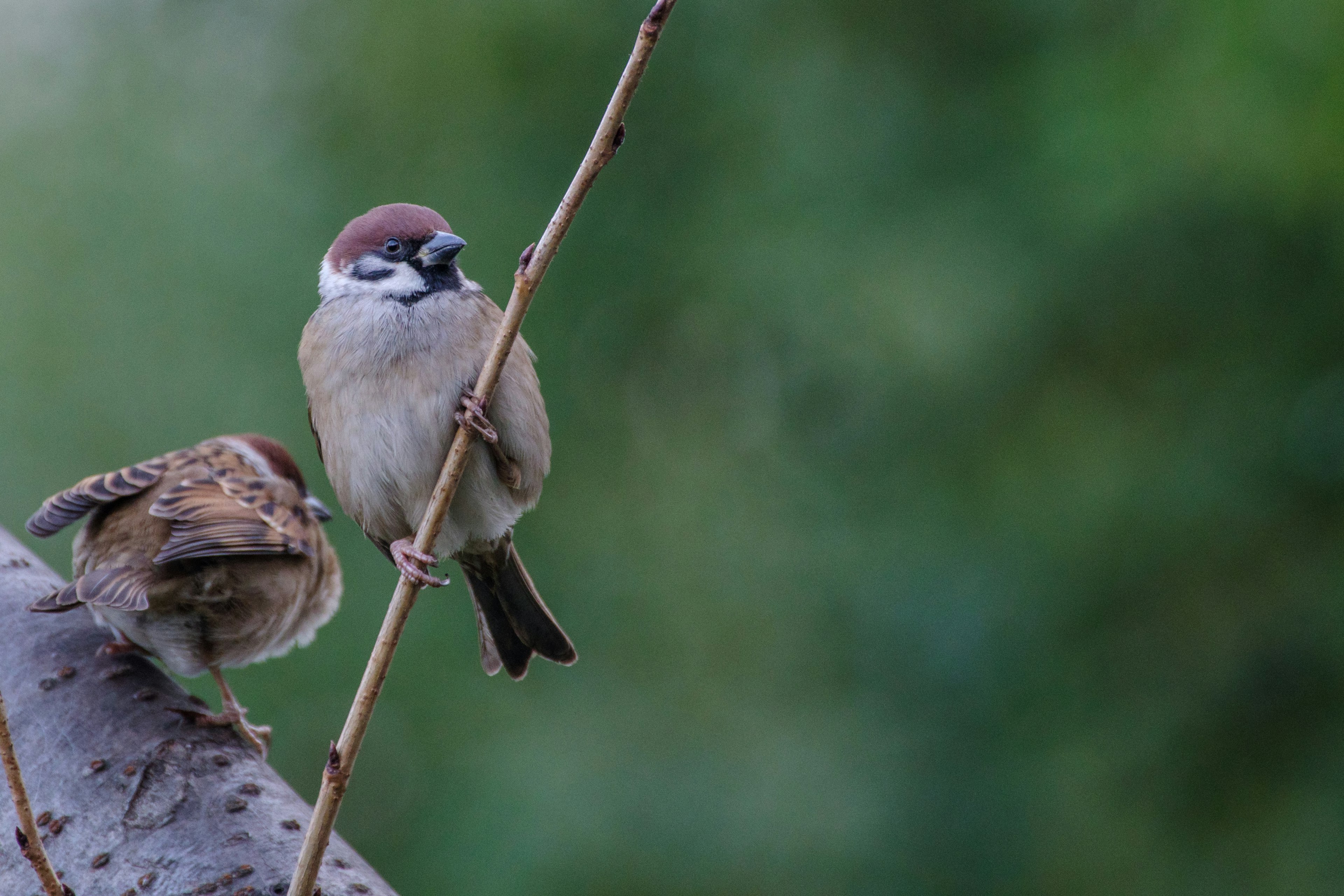 Une photo de deux moineaux perchés sur une branche avec le moineau au premier plan affichant des plumes vibrantes et une coloration distinctive de la tête