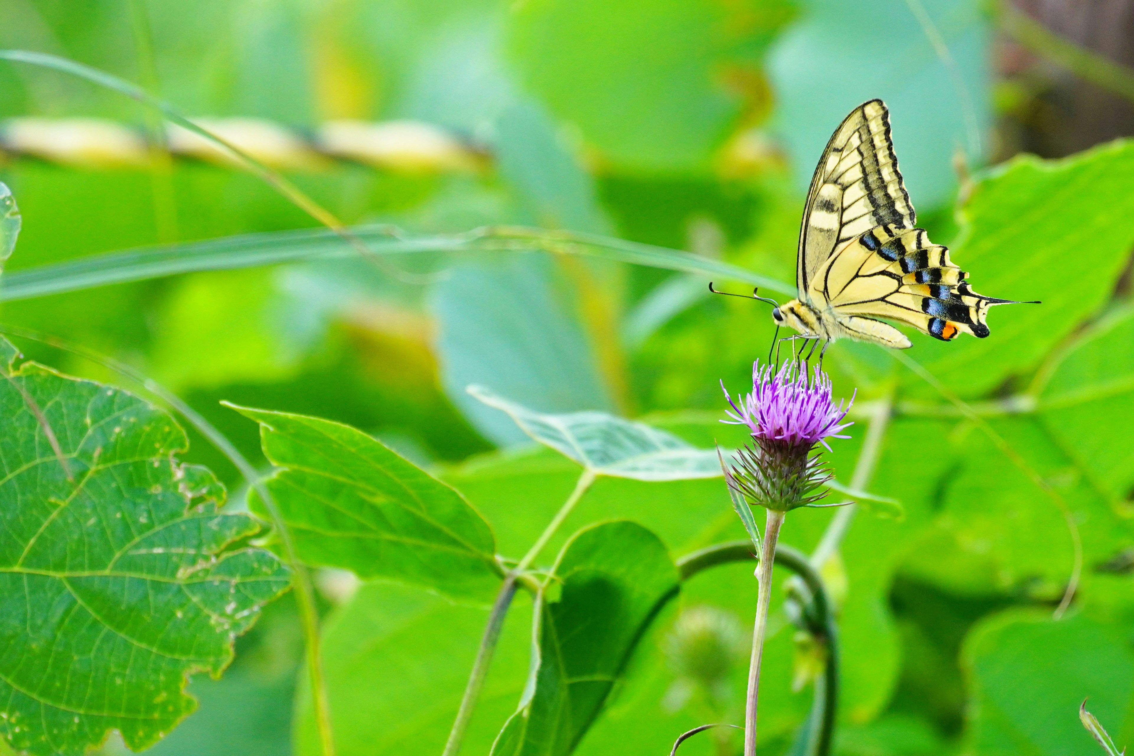 Gelber Schmetterling auf lila Blume zwischen grünen Blättern