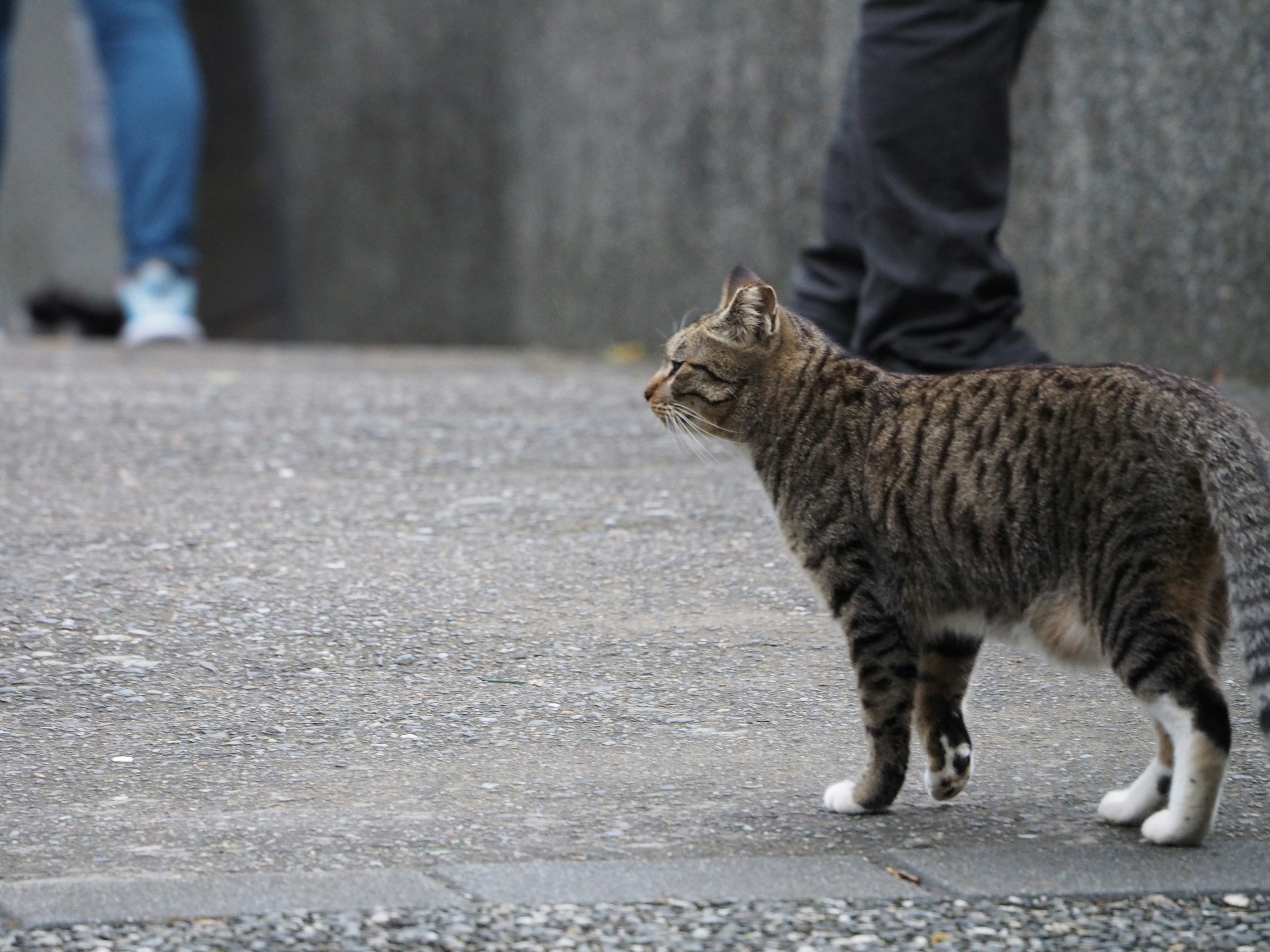 Kucing bergaris berjalan di jalan