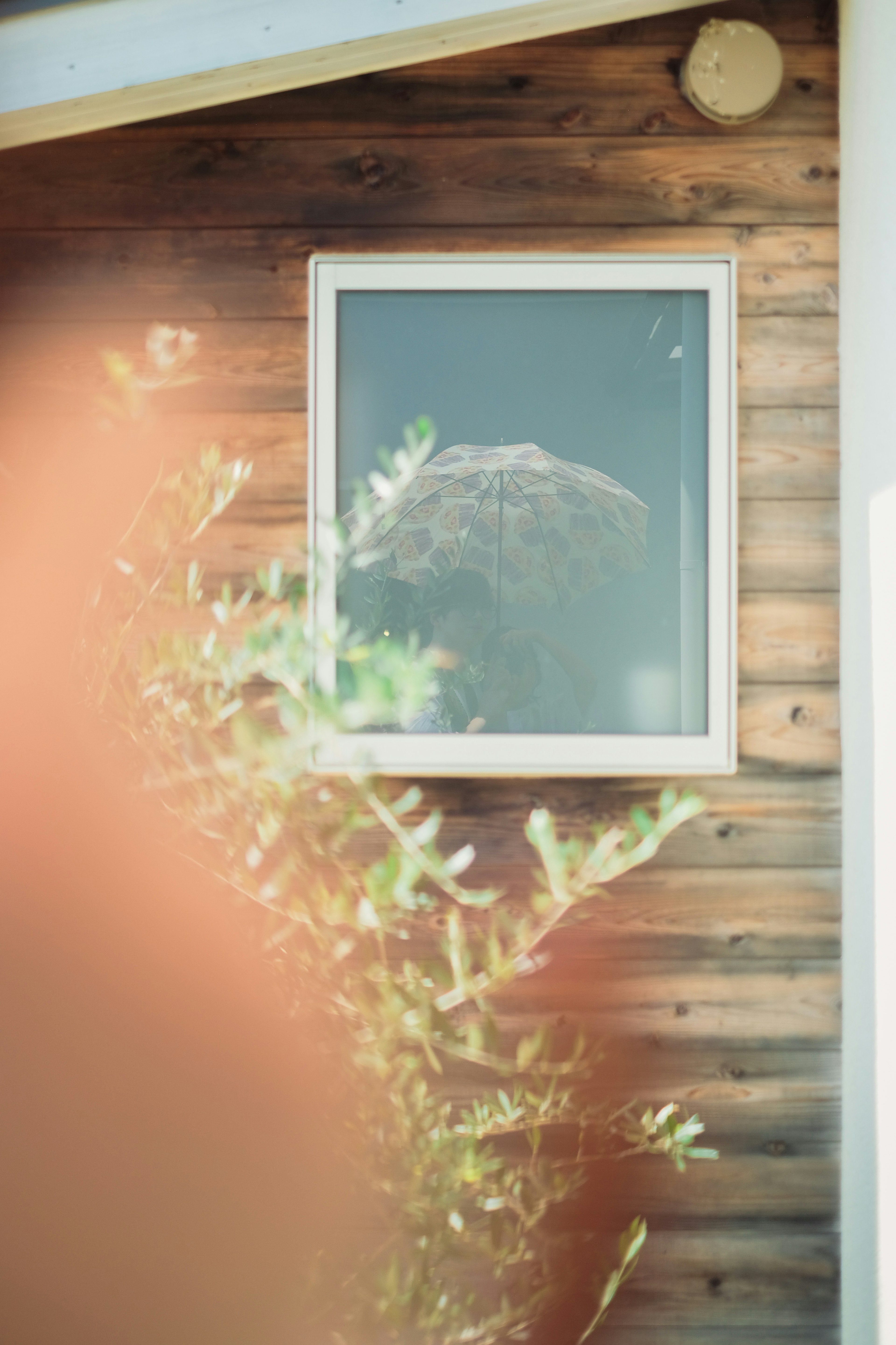 A framed window on a wooden wall showing outdoor plants