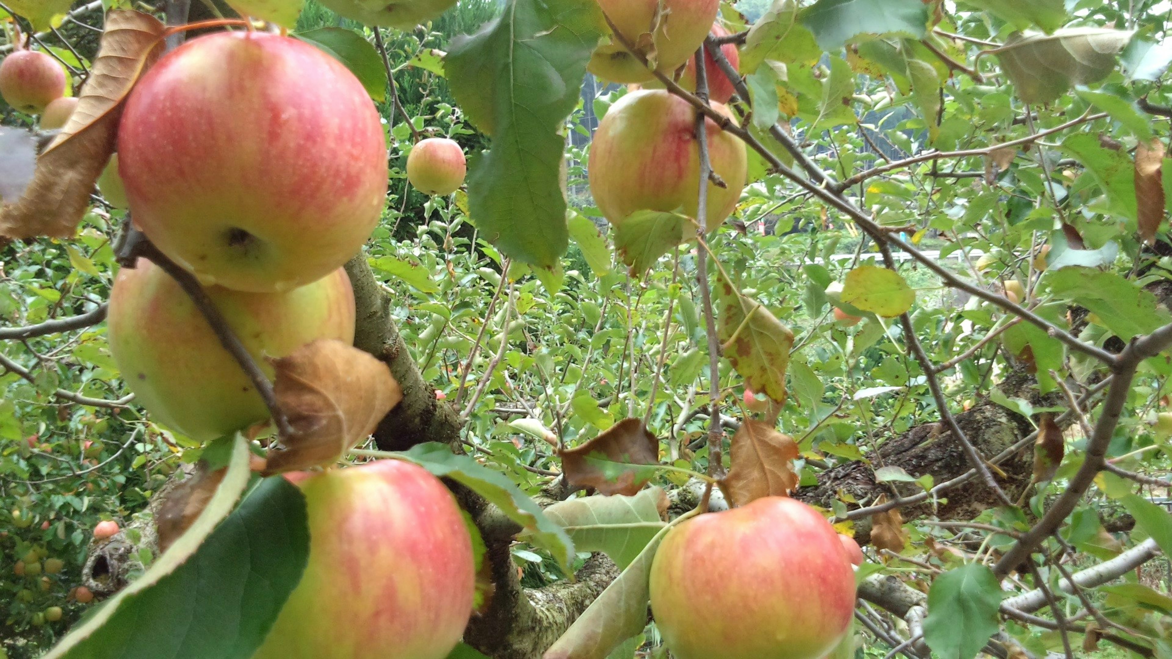 Mele rosse e verdi appese a un albero in un frutteto