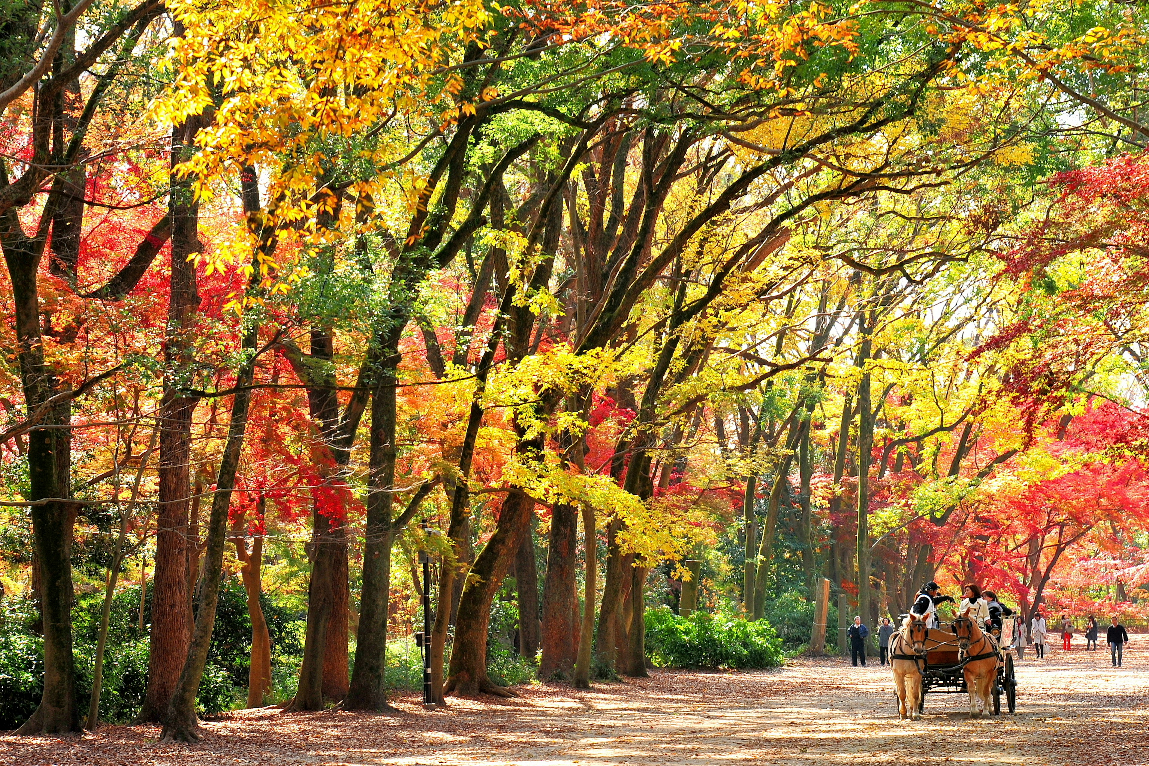 Persone che camminano lungo un sentiero circondato da alberi autunnali colorati