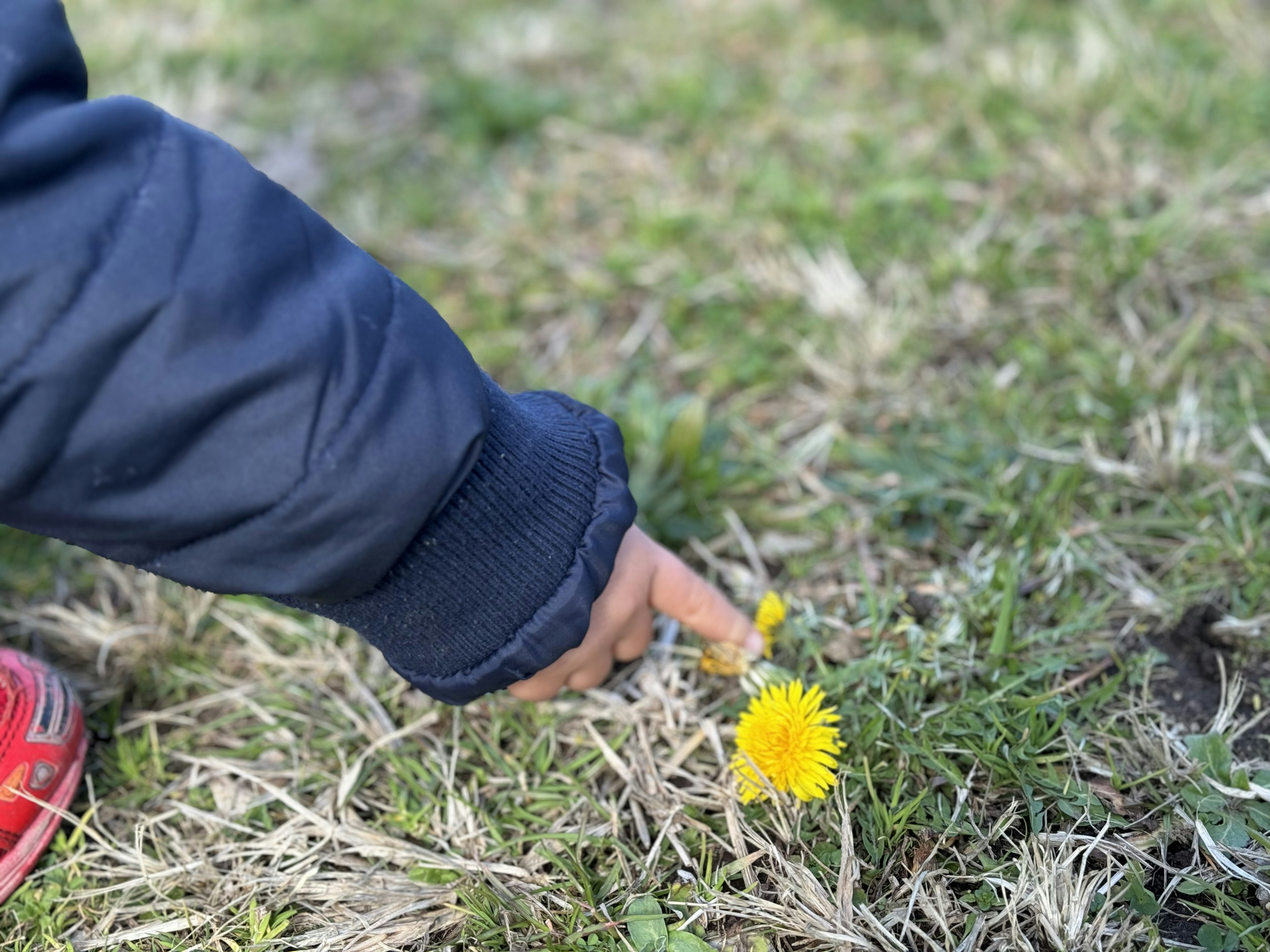 Child's hand pointing at a yellow dandelion