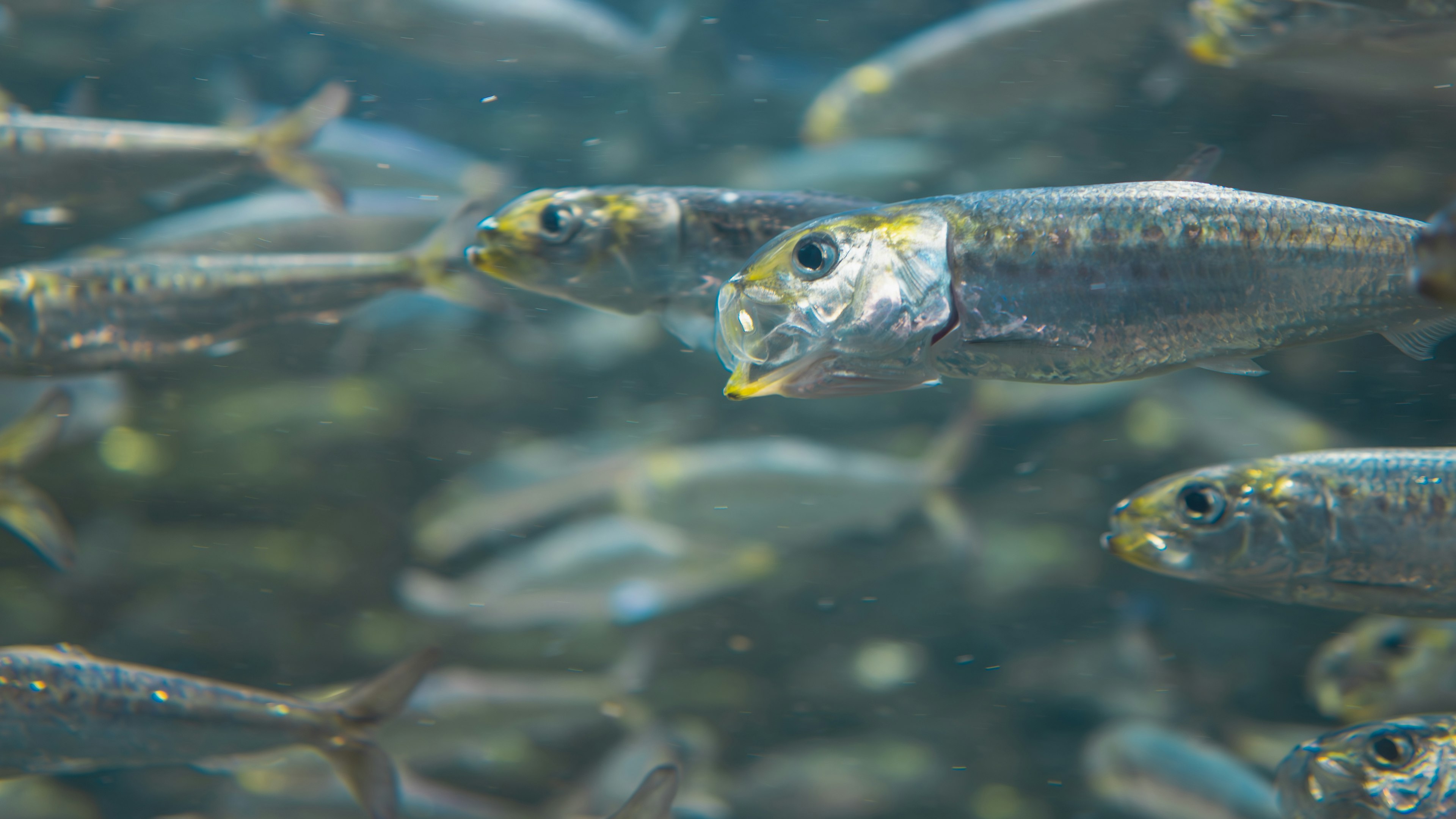 Seekor ikan di antara sekumpulan ikan yang berenang di bawah air