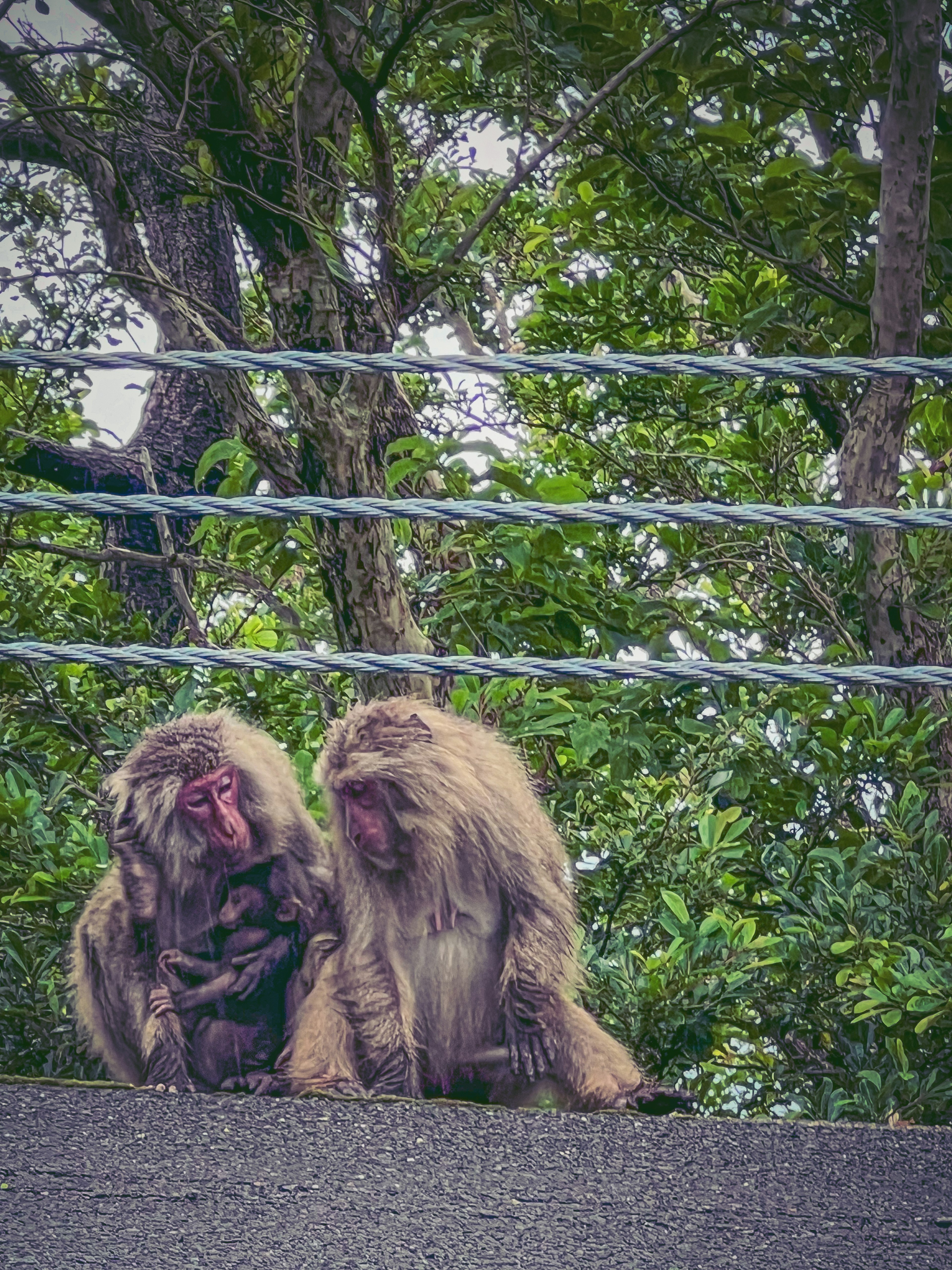 Deux singes assis côte à côte sur un fond vert