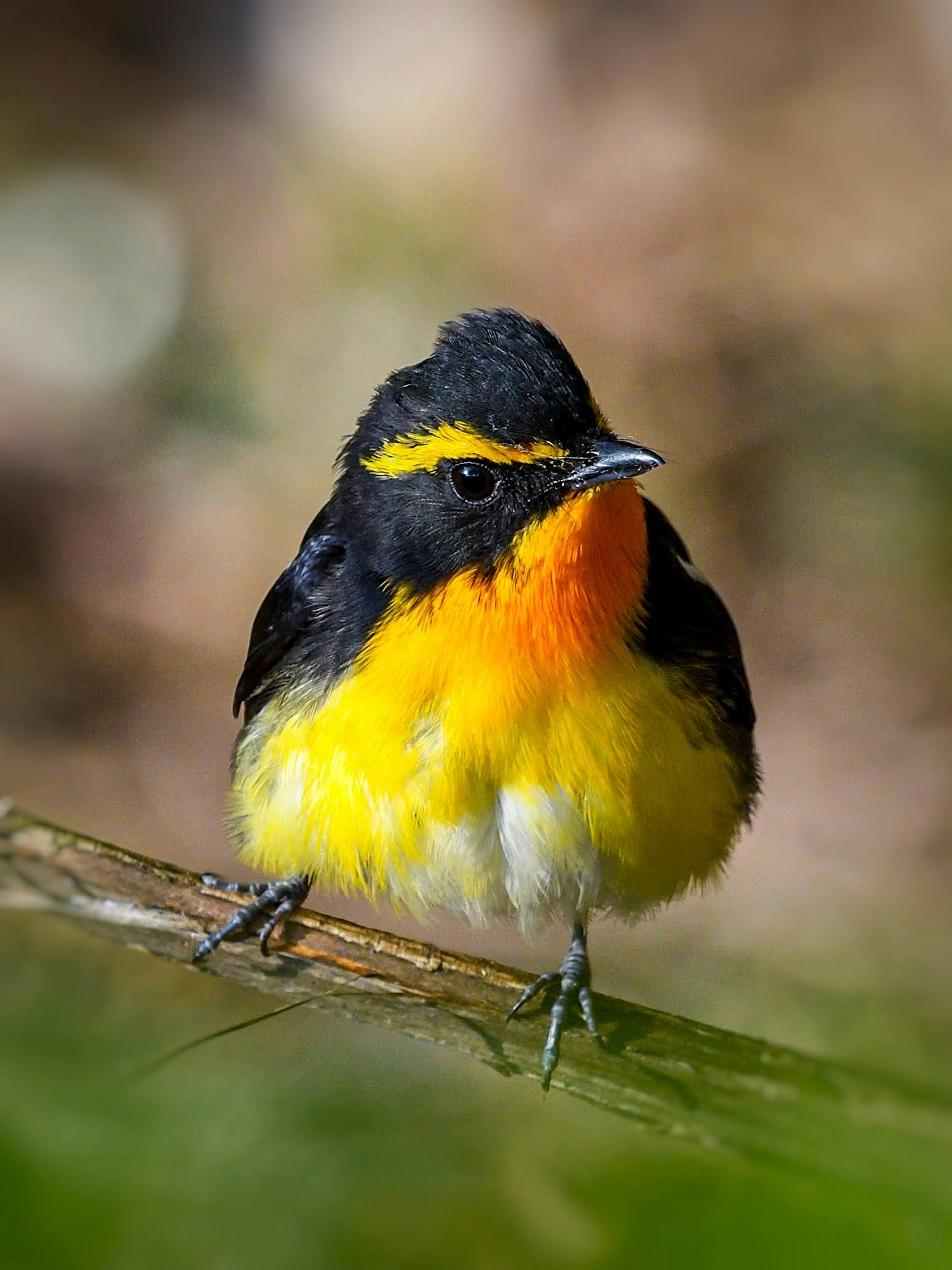 Un petit oiseau avec une tête noire et une poitrine jaune perché sur une branche