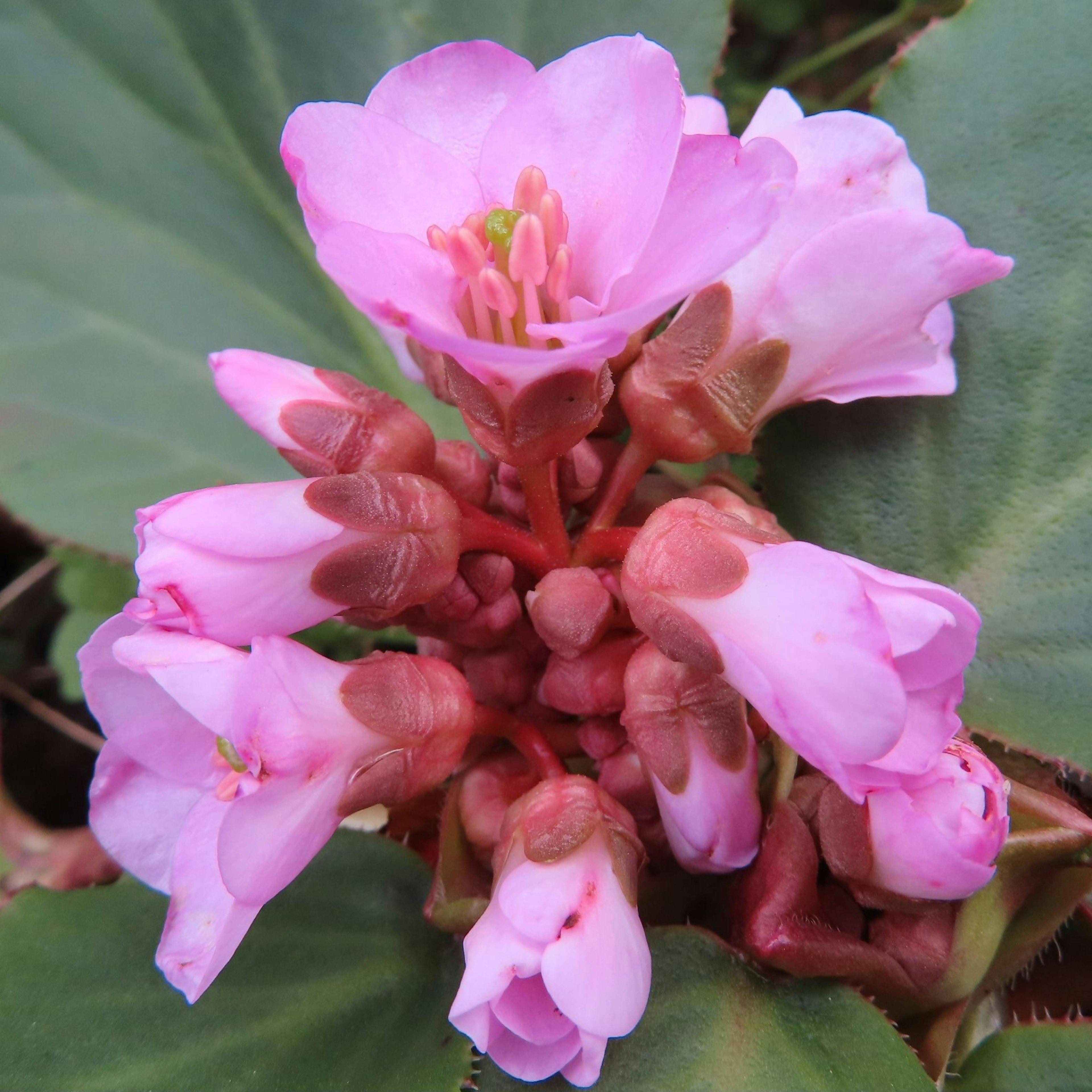 Ansammlung von rosa Blumen umgeben von grünen Blättern