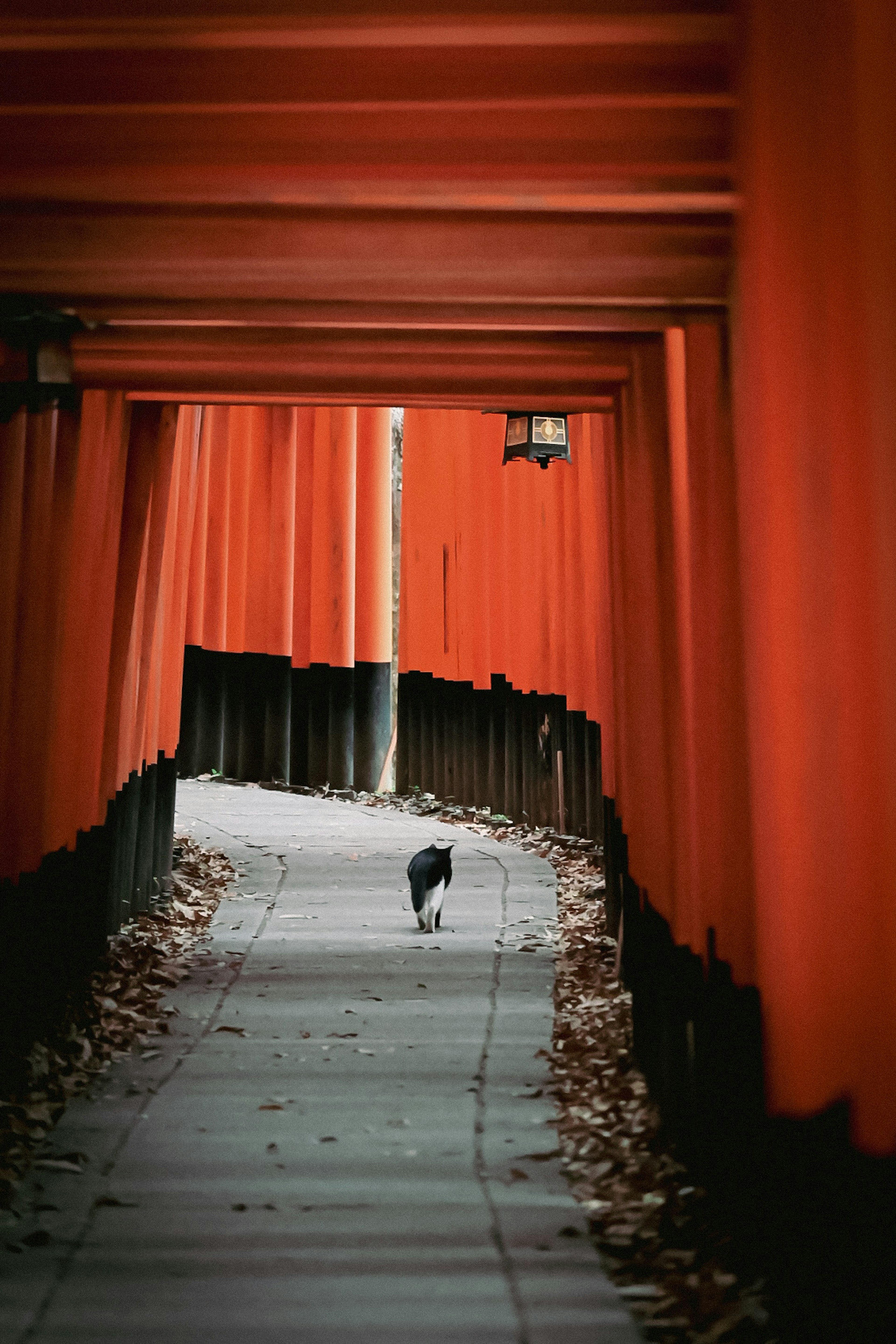 赤い鳥居のトンネルを歩く猫の風景