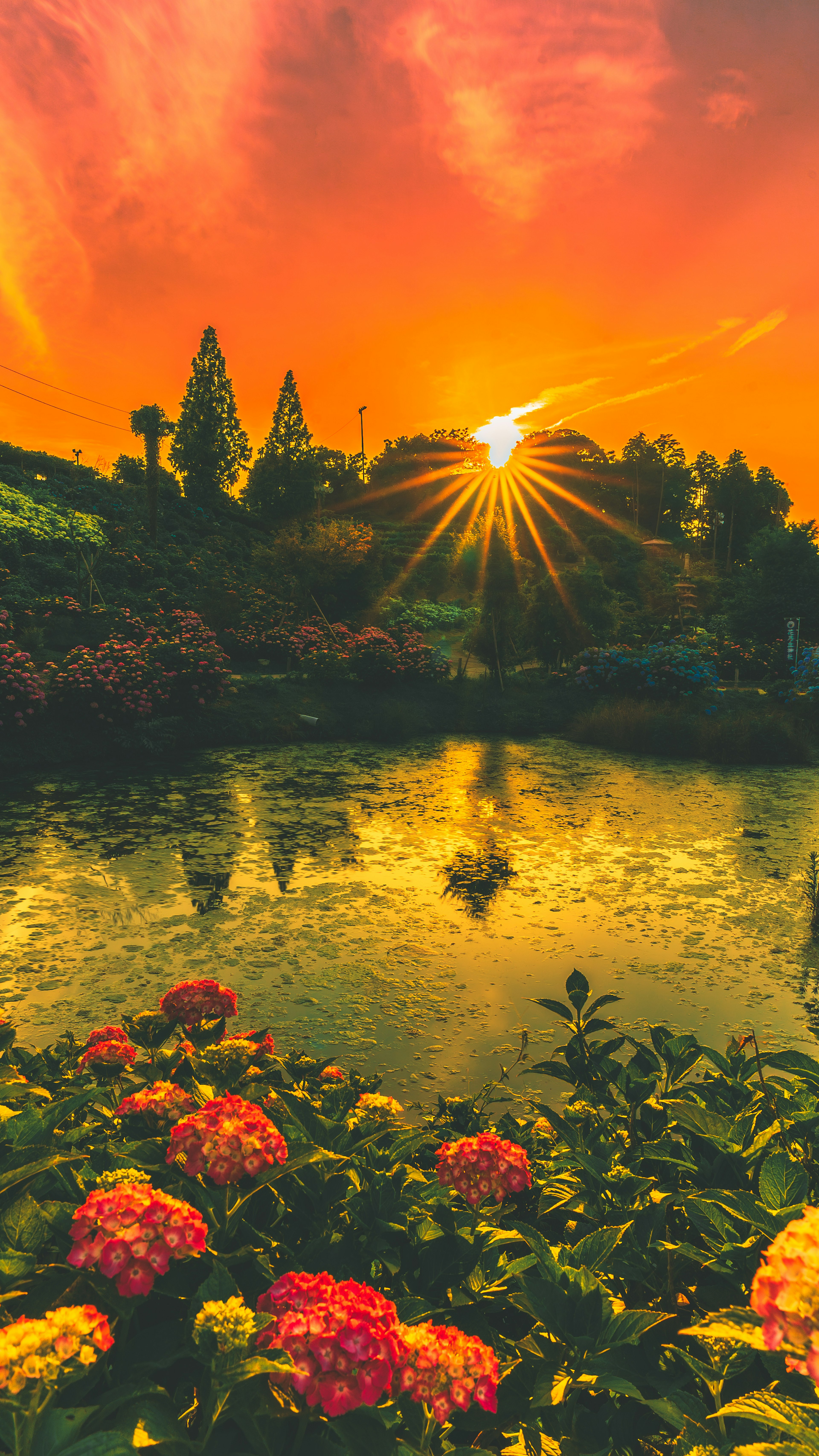 Beautiful lake scene with vibrant flowers and a stunning sunset