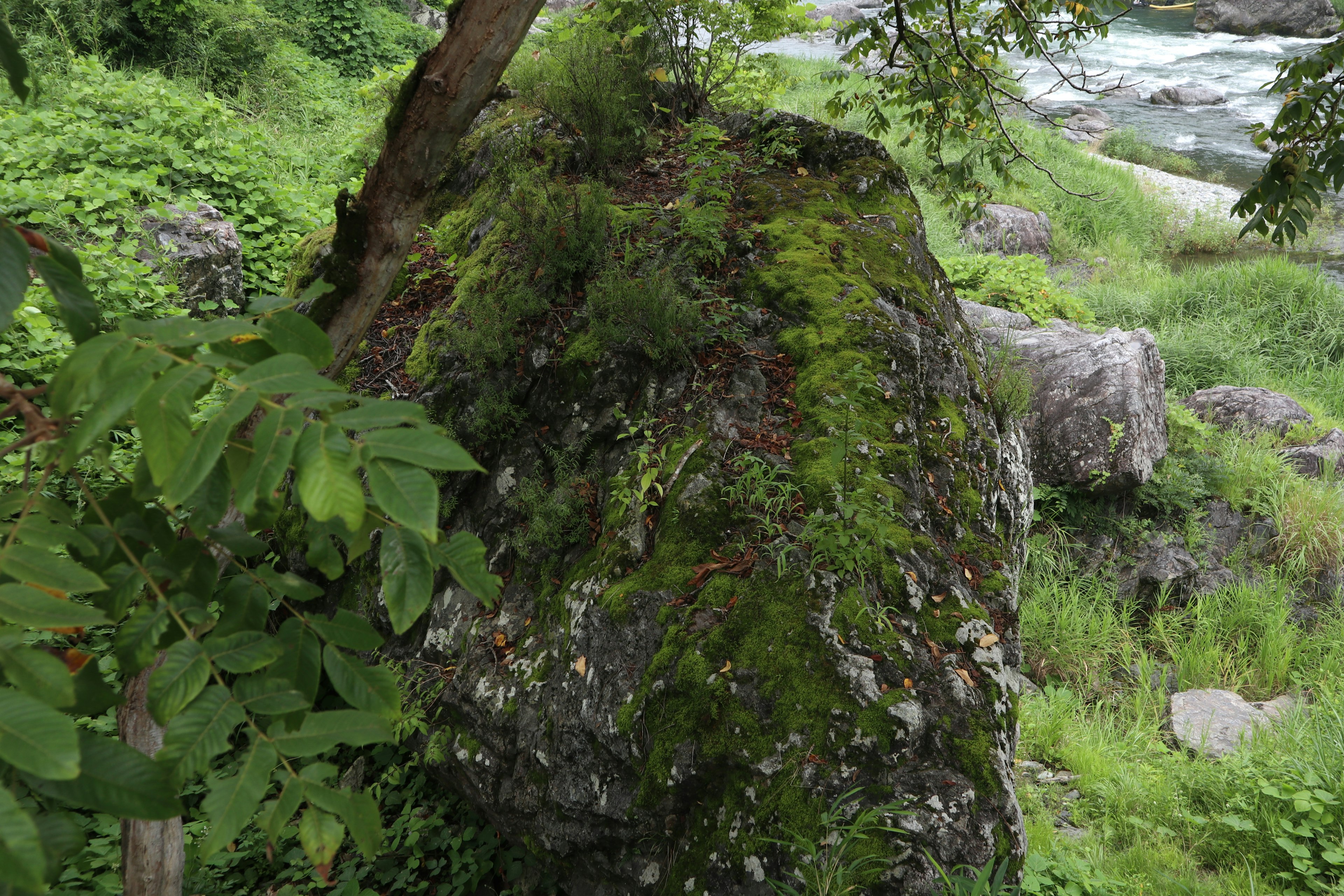 緑の苔で覆われた岩と周囲の草木の風景