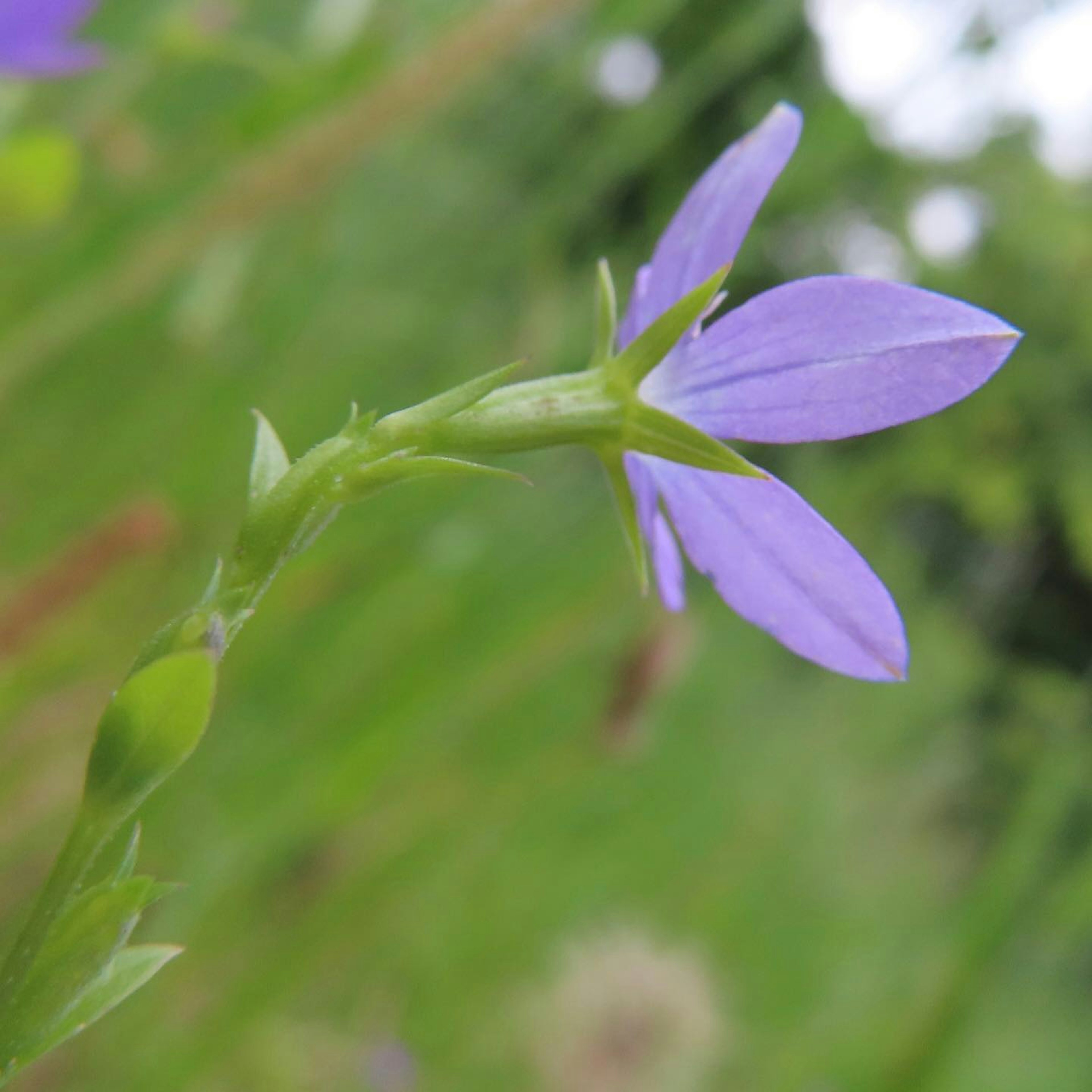 Nahaufnahme einer lila Blume, die im grünen Gras blüht